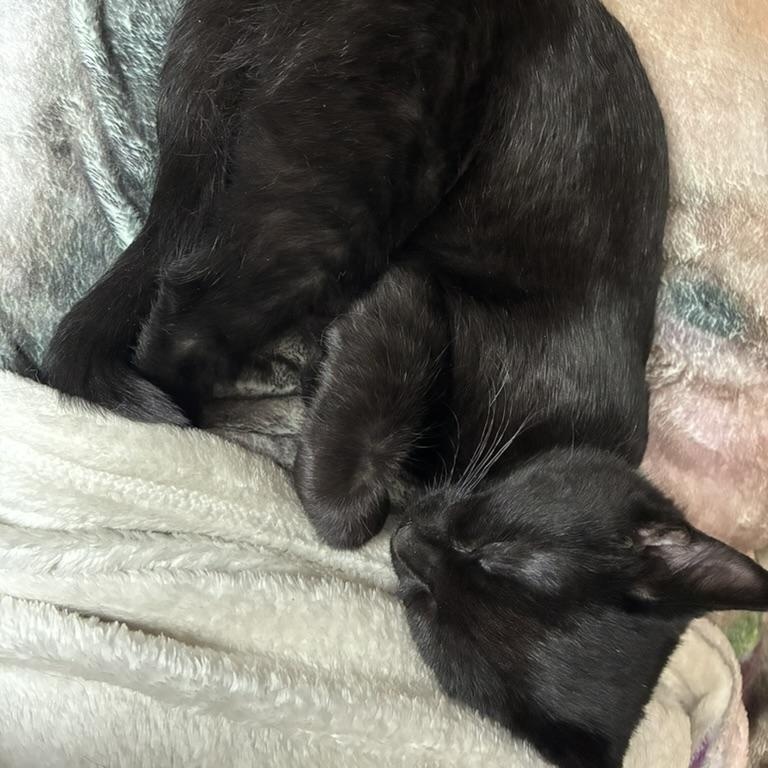 Baldy Spot, ADOPTABLE, Kitten Male Domestic Short Hair.