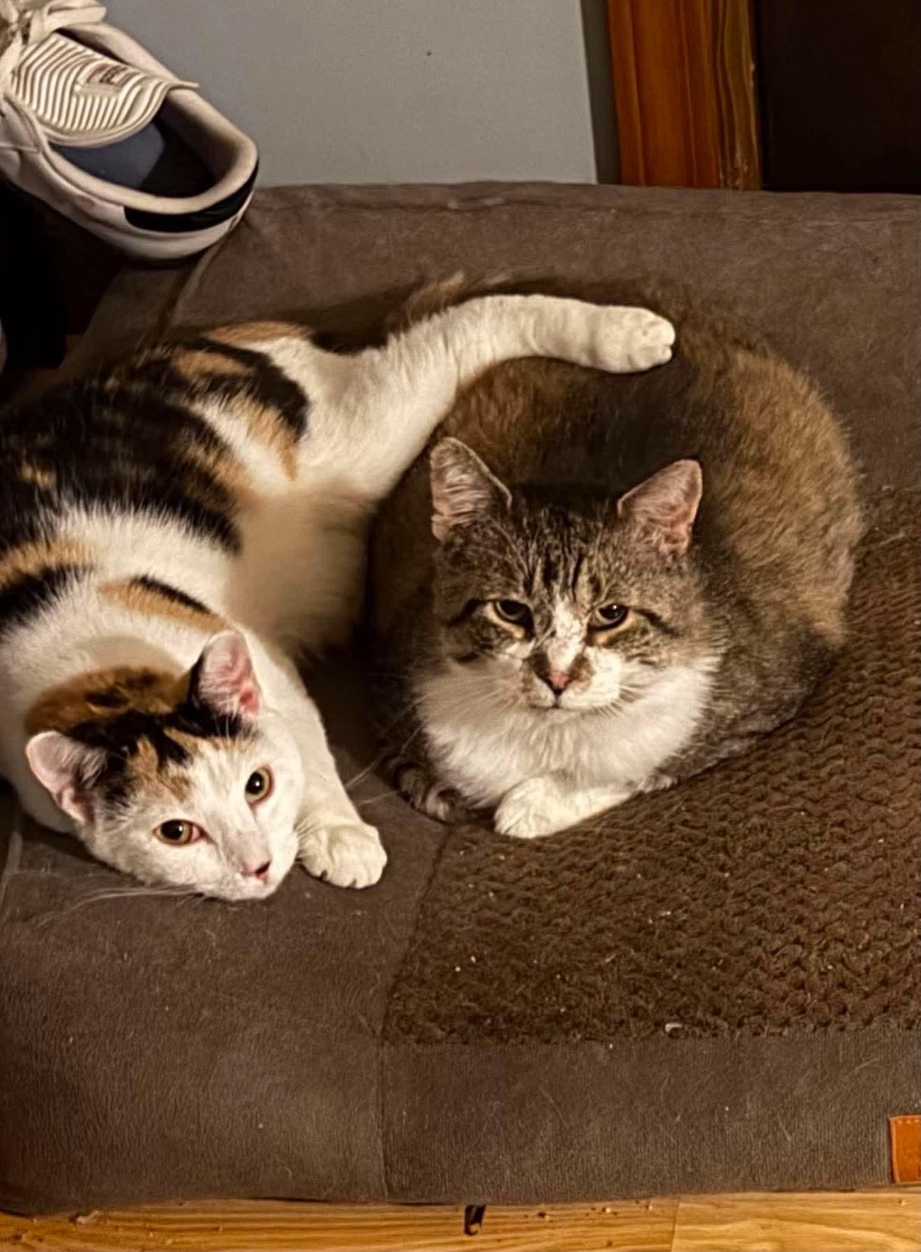 Creepy Zachary & Crazy Lou, an adopted Domestic Short Hair in Berkeley Springs, WV image 2/5