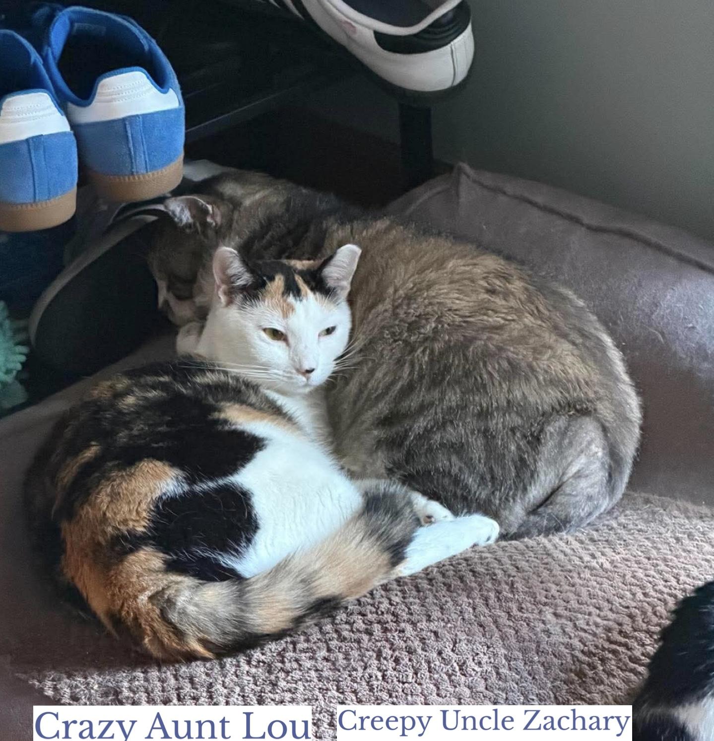 Creepy Zachary & Crazy Lou, an adopted Domestic Short Hair in Berkeley Springs, WV image 3/5