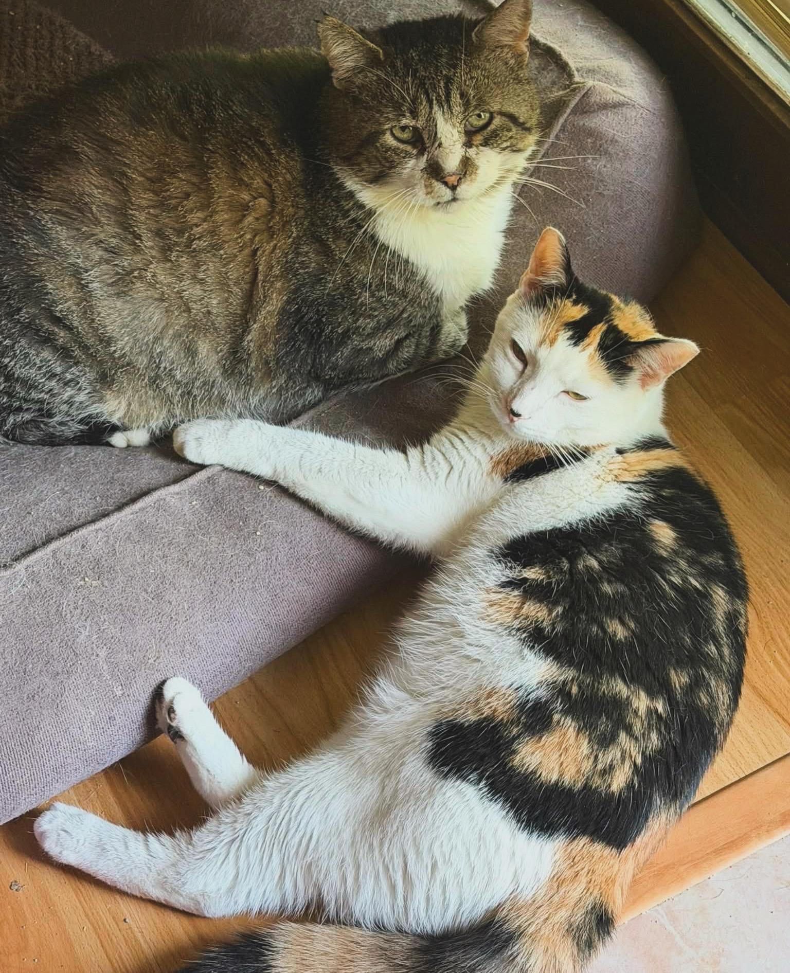 Creepy Zachary & Crazy Lou, an adopted Domestic Short Hair in Berkeley Springs, WV image 1/5