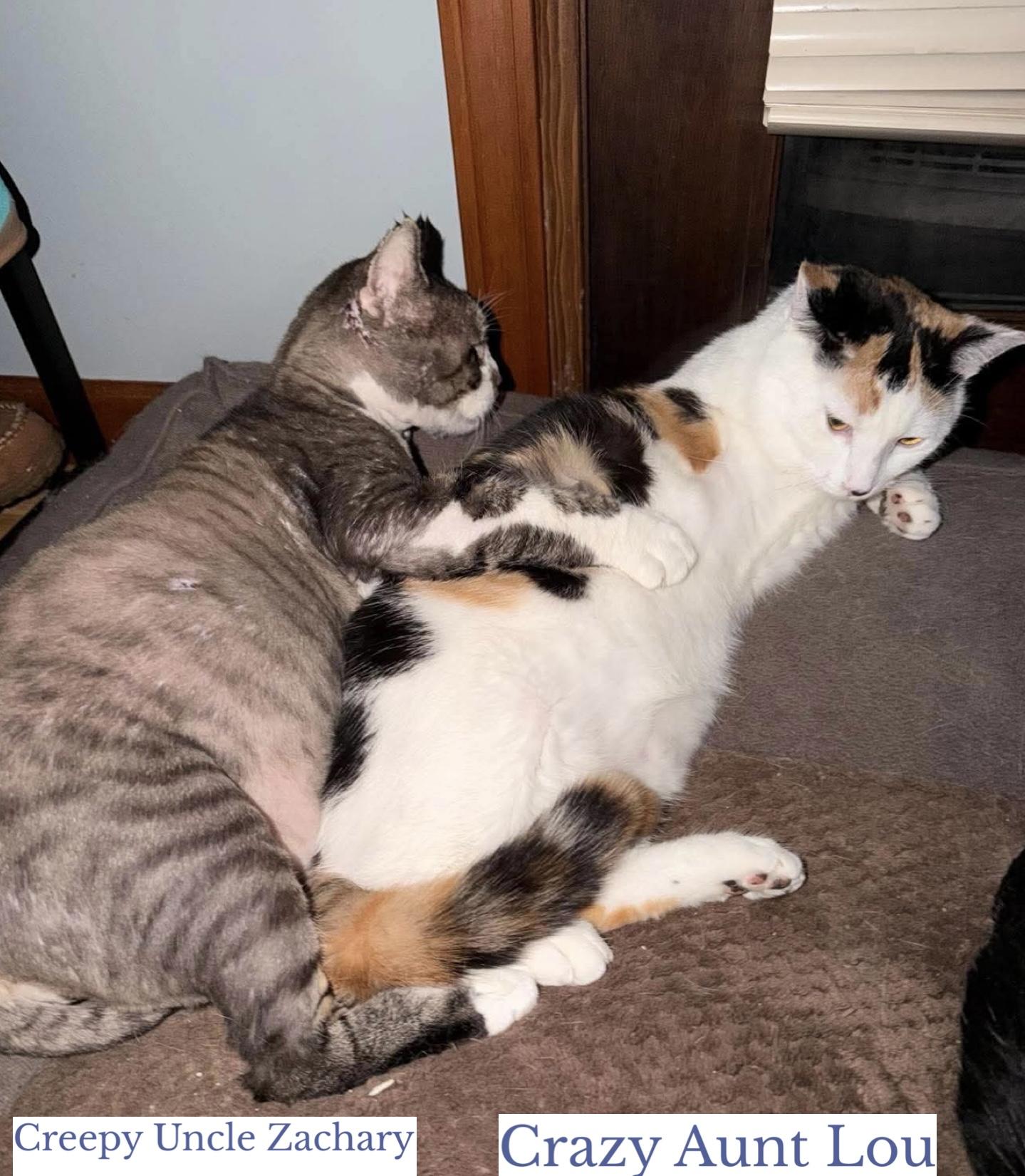 Creepy Zachary & Crazy Lou, an adopted Domestic Short Hair in Berkeley Springs, WV image 5/5
