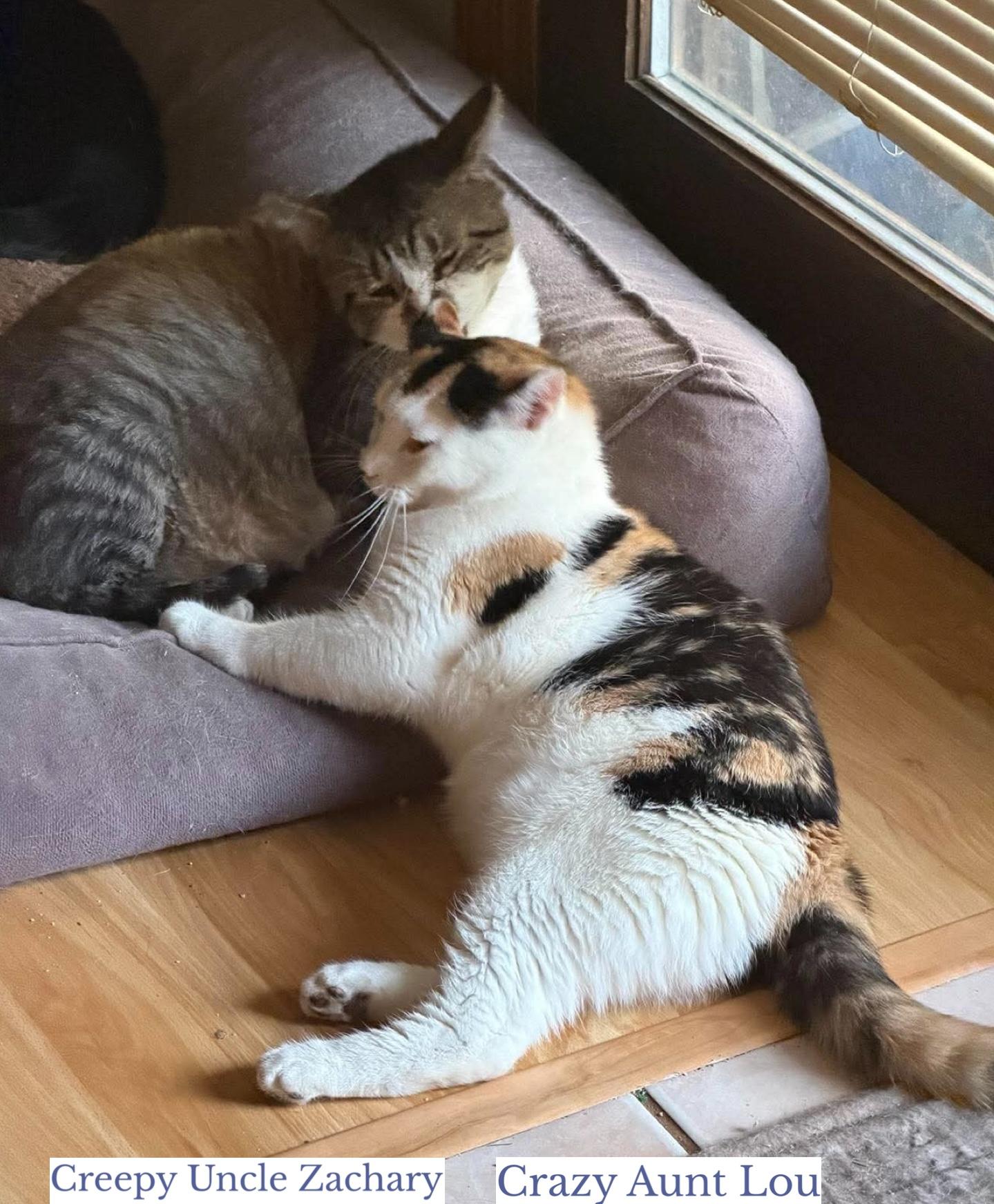 Creepy Zachary & Crazy Lou, an adopted Domestic Short Hair in Berkeley Springs, WV image 4/5