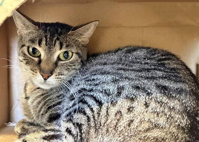 Enlarge PEANUT, a Adoptable Domestic Short Hair in Saint Louis, MO image 1/1