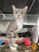 Enlarge Cassopeia, a ADOPTABLE Domestic Short Hair in Manitowoc, WI image 1/1