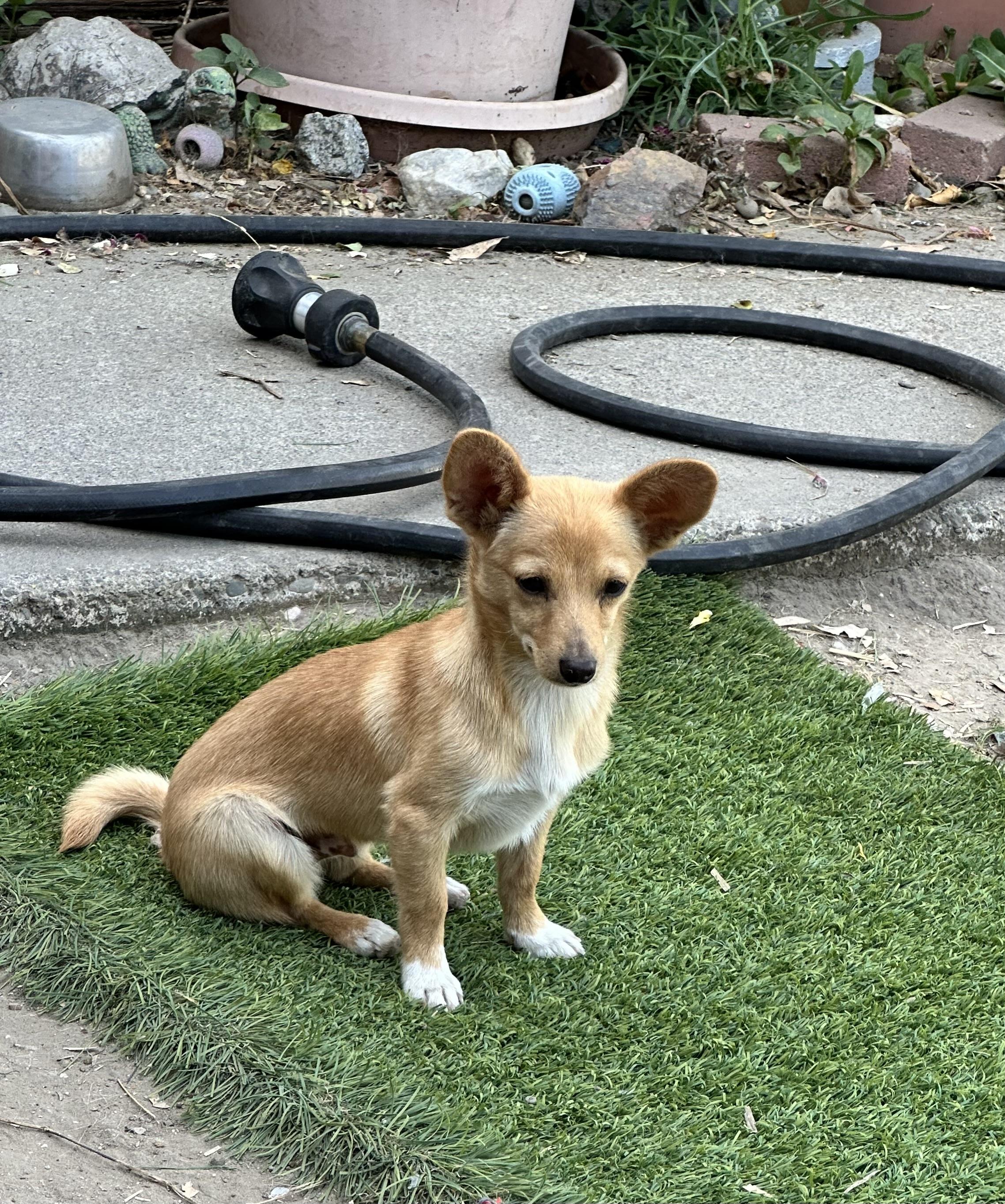 Enlarge Pine, a ADOPTABLE mixed breed in San Jose, CA image 1/2
