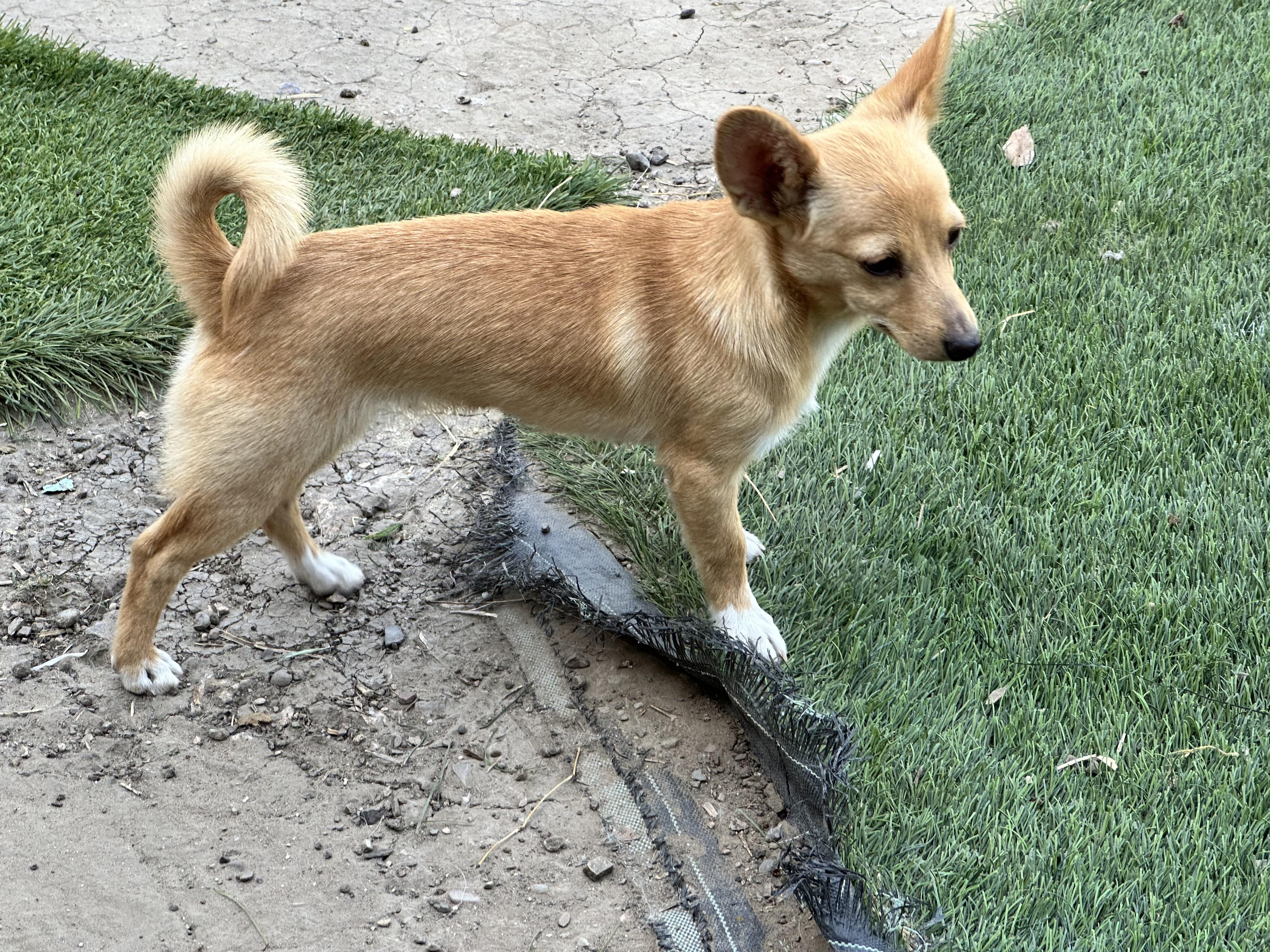 Enlarge Pine, a ADOPTABLE mixed breed in San Jose, CA image 2/2