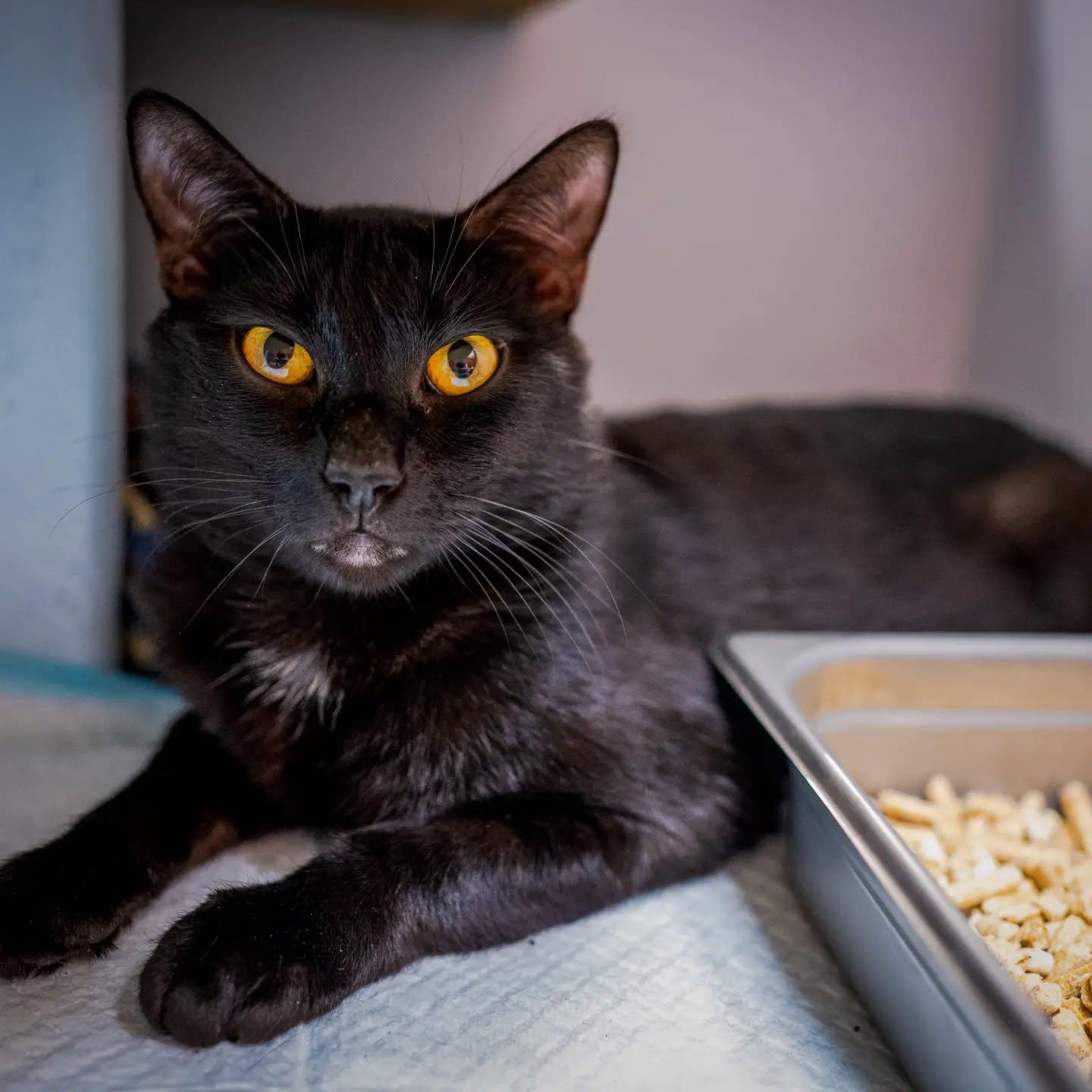 Enlarge Hex, a Adoptable Domestic Short Hair in HANSON, MA image 1/1