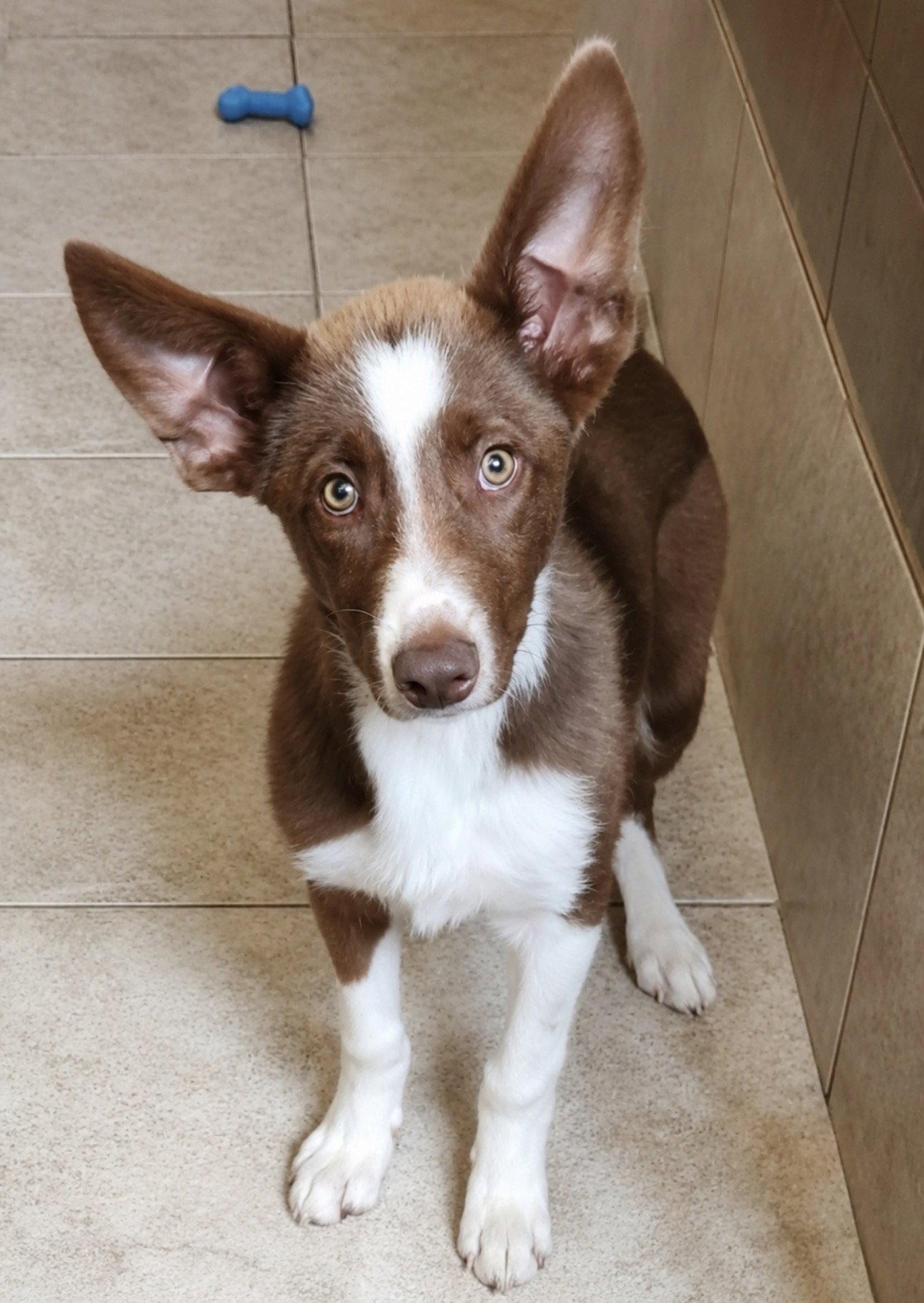 Enlarge Scout, a Adoptable mixed breed in Clinton, OK image 2/3