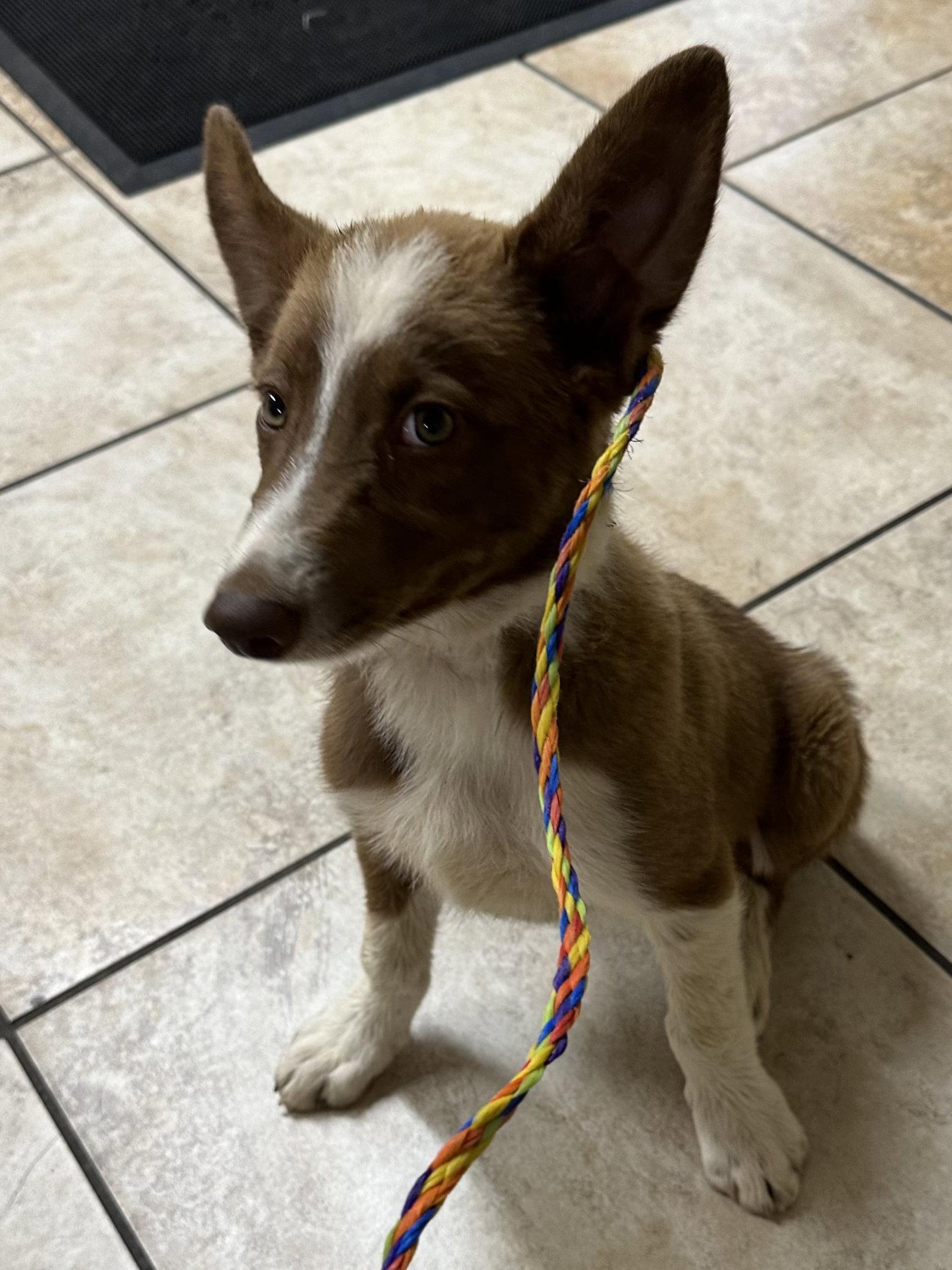 Enlarge Scout, a Adoptable mixed breed in Clinton, OK image 3/3