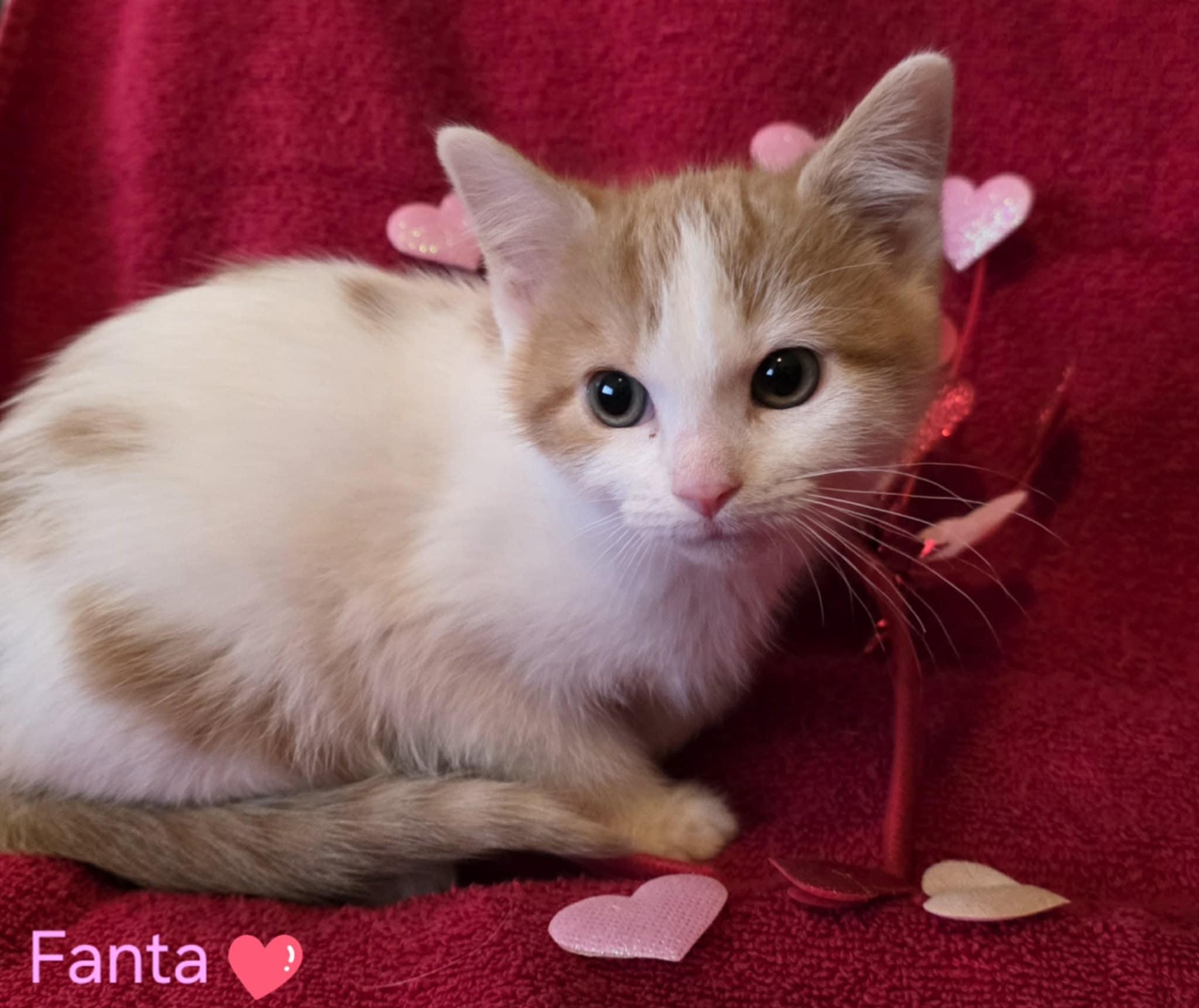 Enlarge Fanta, a ADOPTABLE Domestic Short Hair in Merrillville, IN image 2/6