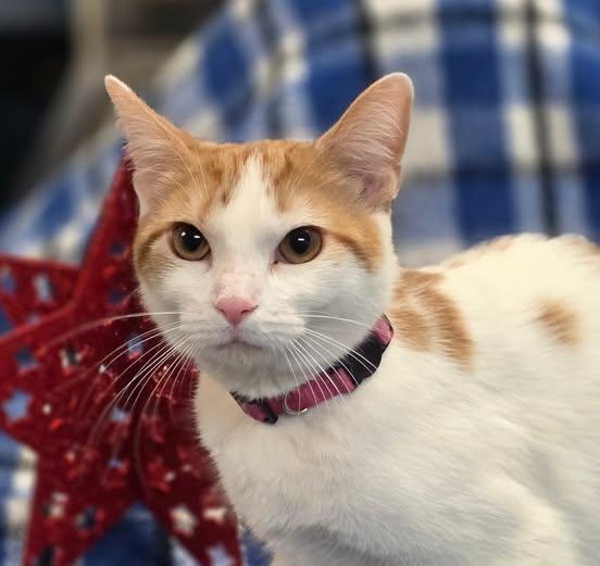 Fanta, a ADOPTABLE Domestic Short Hair in Merrillville, IN image 1/6