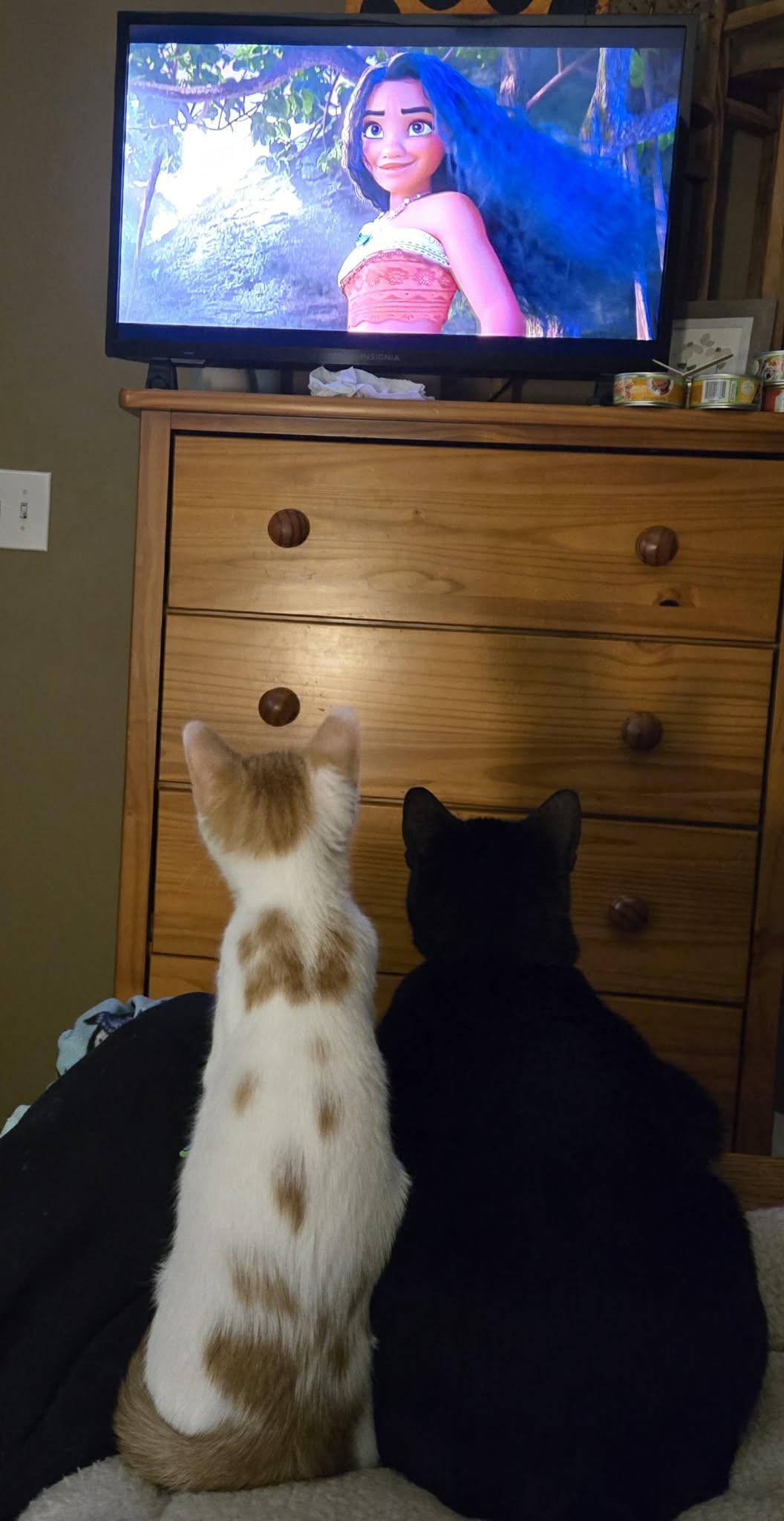 Enlarge Fanta, a ADOPTABLE Domestic Short Hair in Merrillville, IN image 3/6