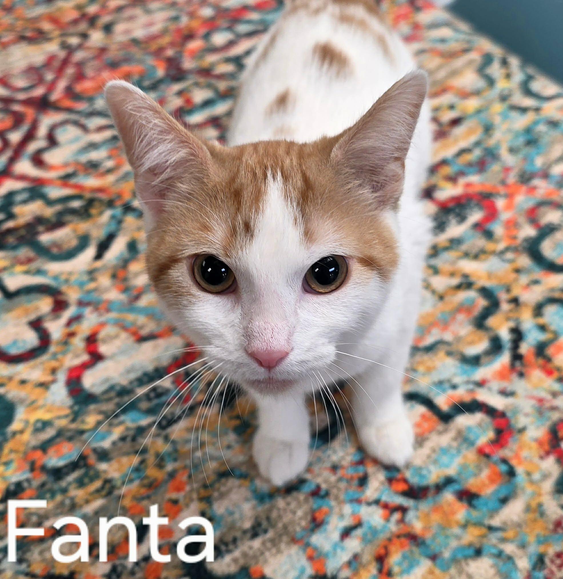 Fanta, ADOPTABLE, Young Female Domestic Short Hair.