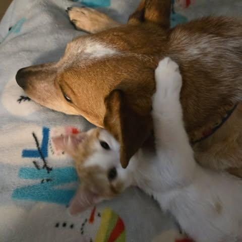 Enlarge Fanta, a ADOPTABLE Domestic Short Hair in Merrillville, IN image 1/6