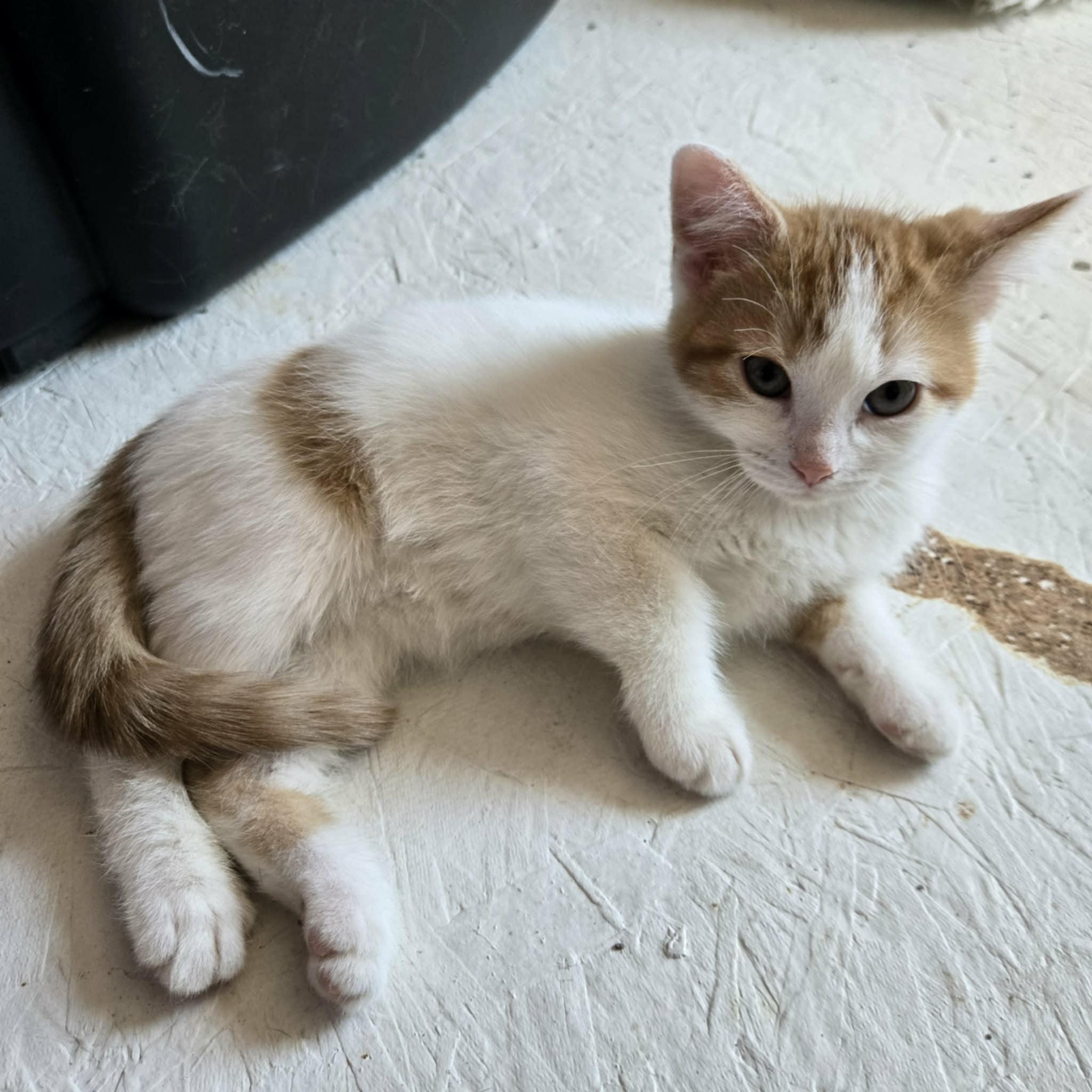 Enlarge Fanta, a ADOPTABLE Domestic Short Hair in Merrillville, IN image 5/6