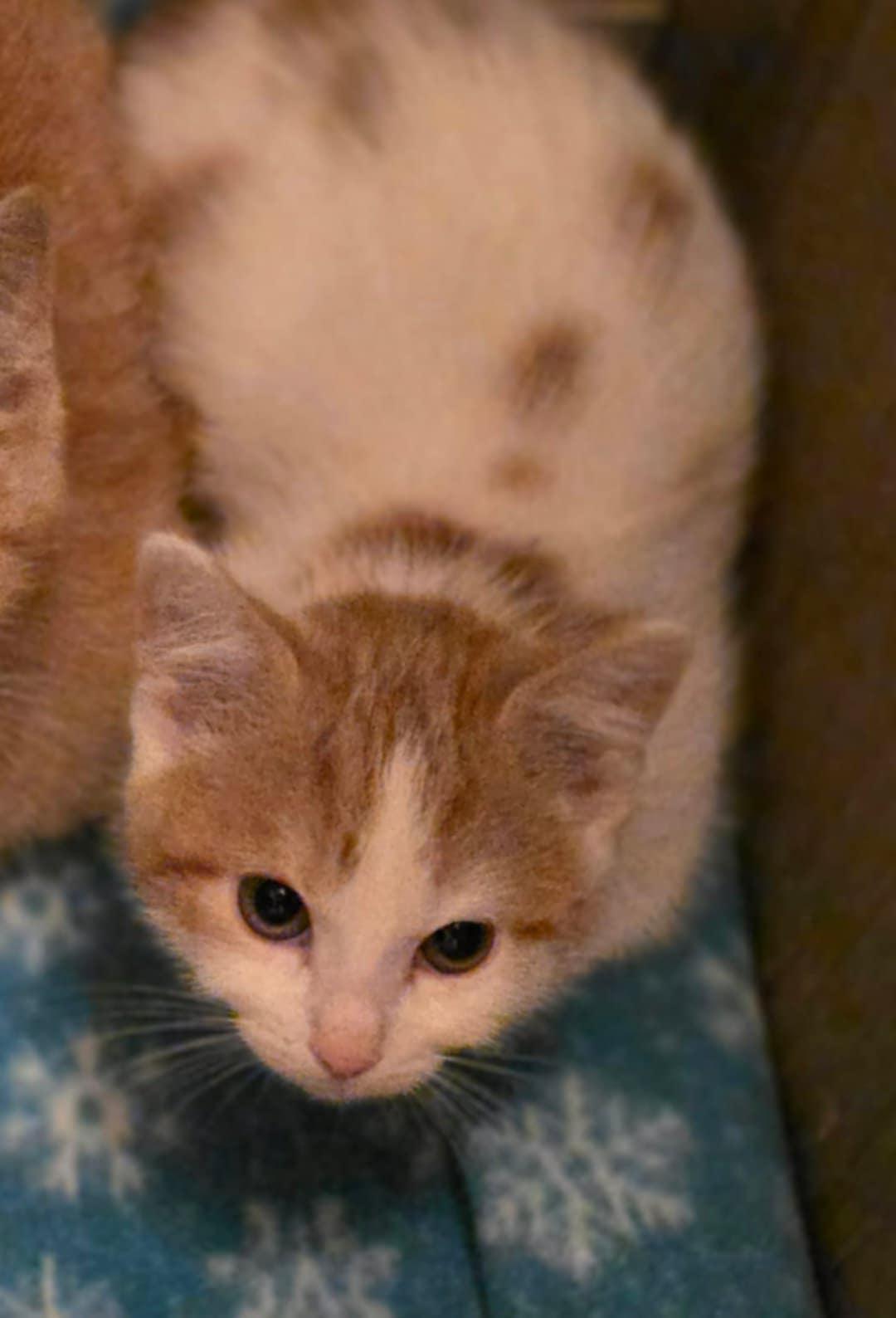 Enlarge Fanta, a ADOPTABLE Domestic Short Hair in Merrillville, IN image 4/6