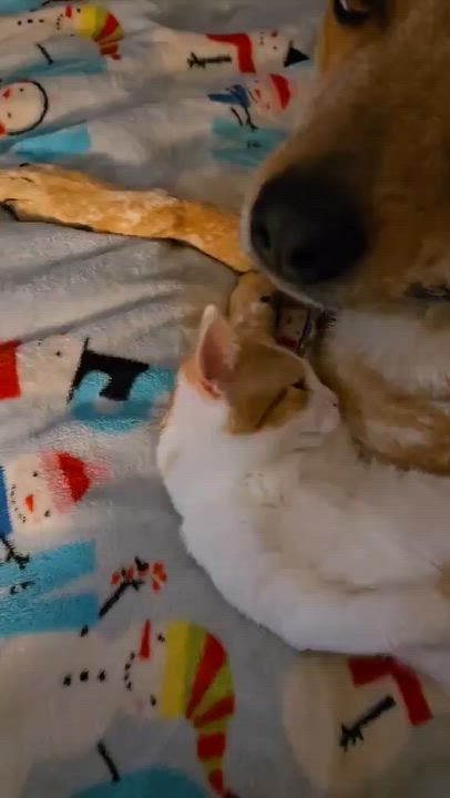 Enlarge Fanta, a ADOPTABLE Domestic Short Hair in Merrillville, IN video 6/6