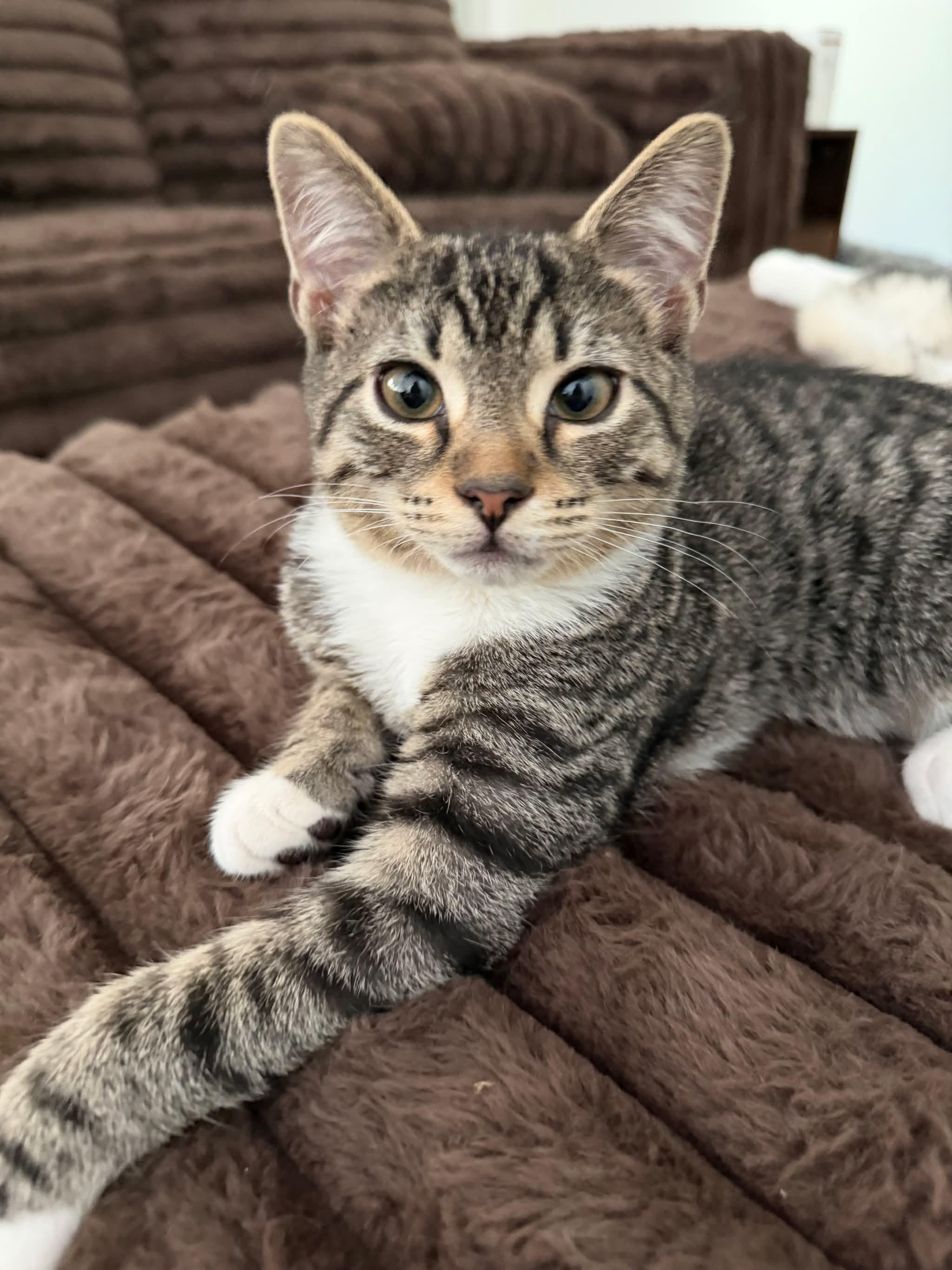 Brad, ADOPTABLE, Kitten Male Domestic Medium Hair.