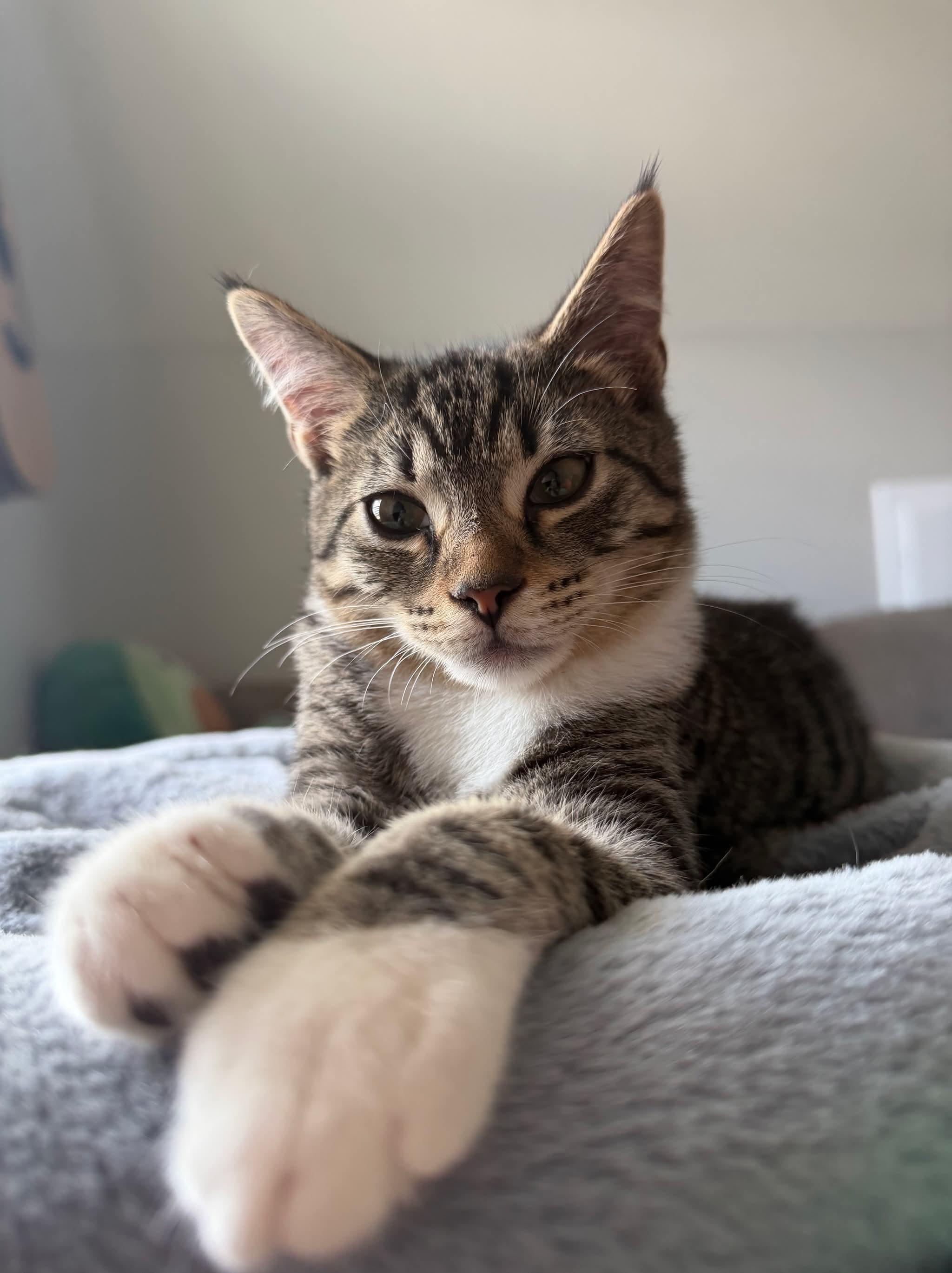 Enlarge Brad, a ADOPTABLE Domestic Medium Hair in Aberdeen, NC image 3/6