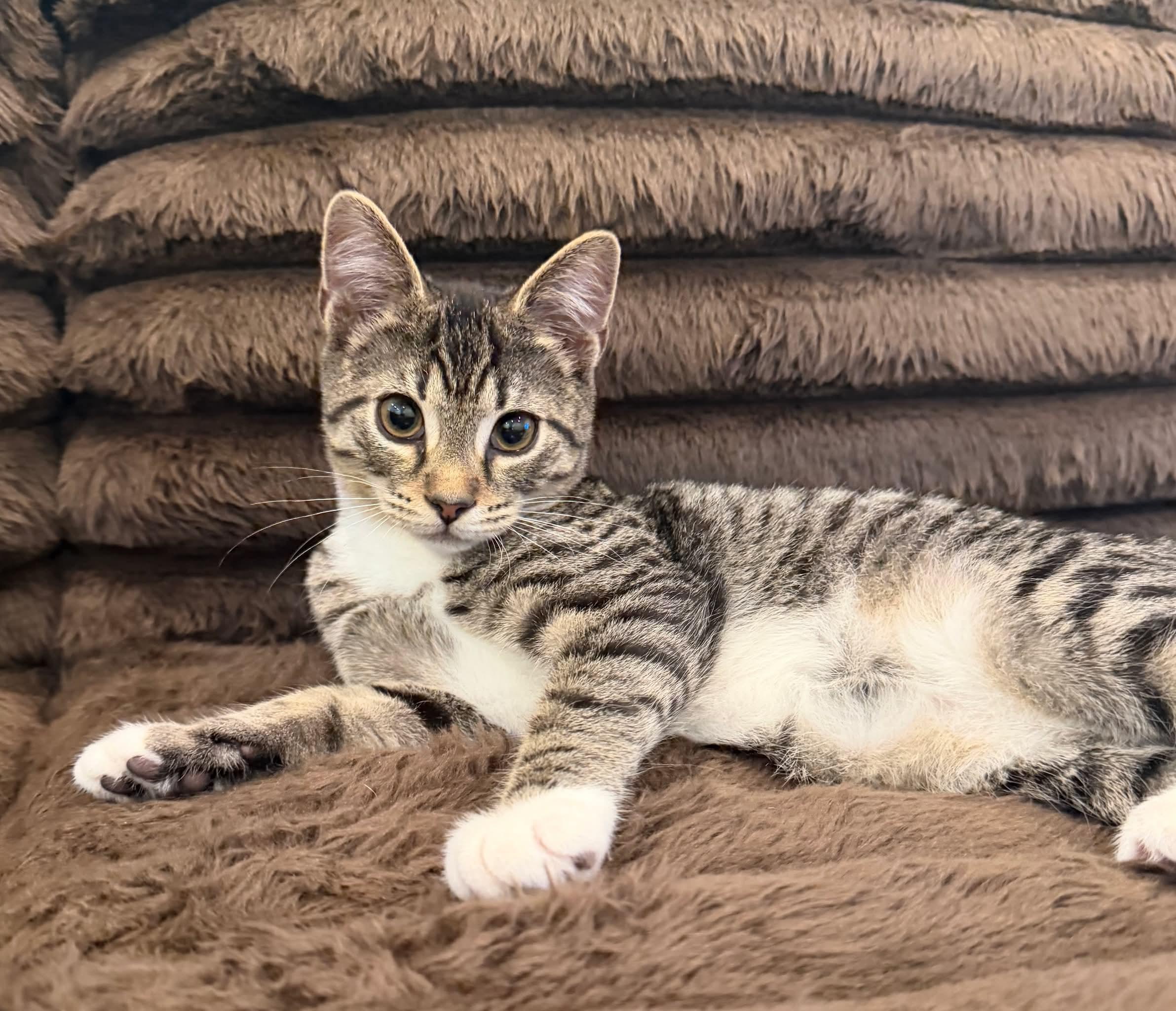 Enlarge Brad, a ADOPTABLE Domestic Medium Hair in Aberdeen, NC image 5/6