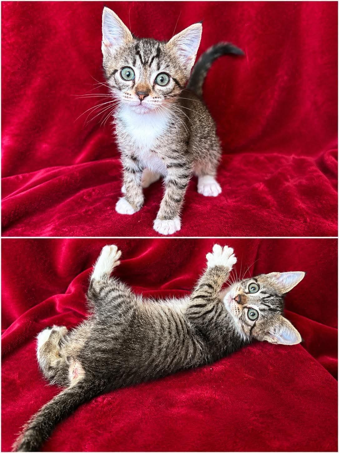 Enlarge Brad, a ADOPTABLE Domestic Medium Hair in Aberdeen, NC image 2/6