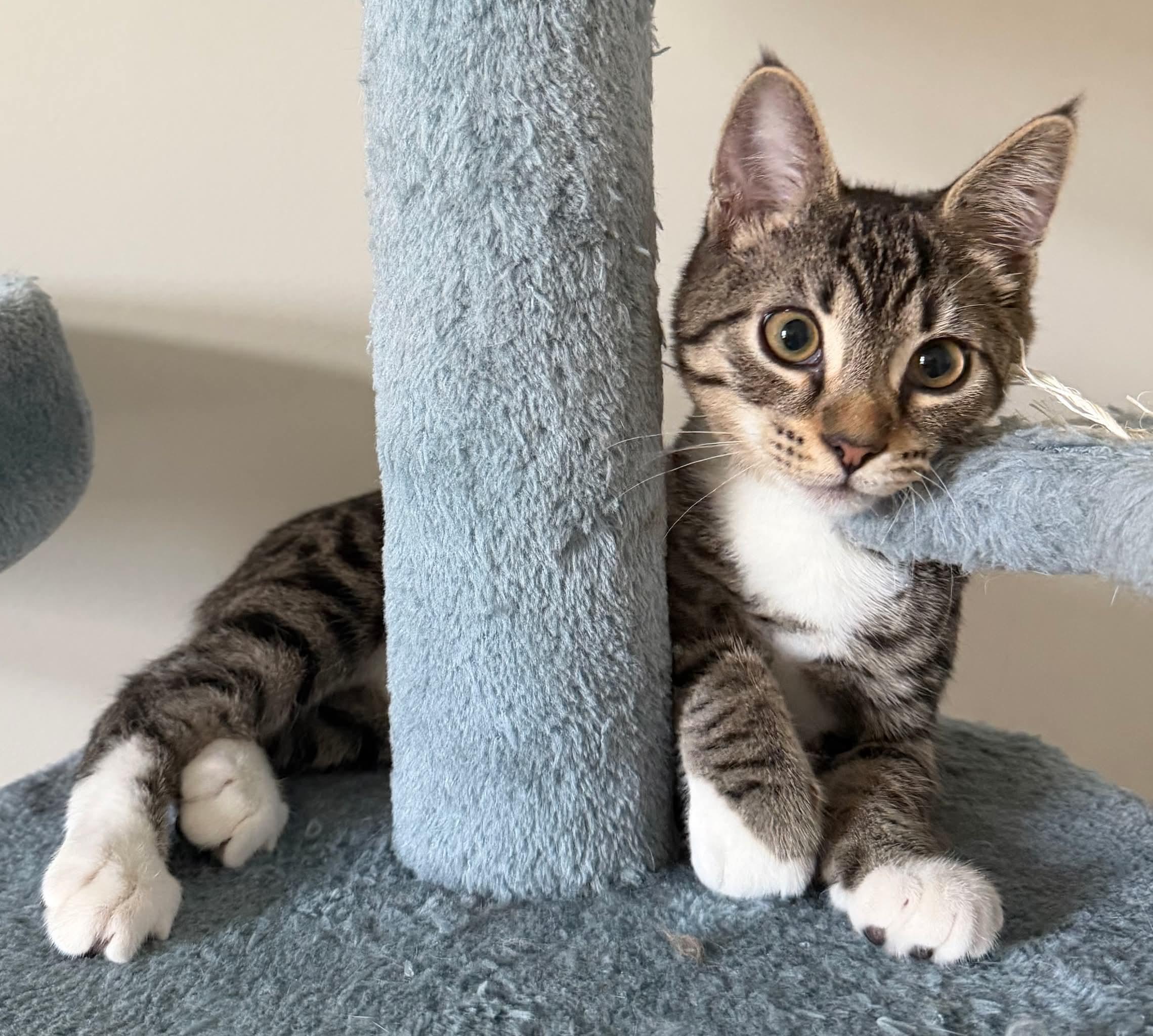 Enlarge Brad, a ADOPTABLE Domestic Medium Hair in Aberdeen, NC image 6/6