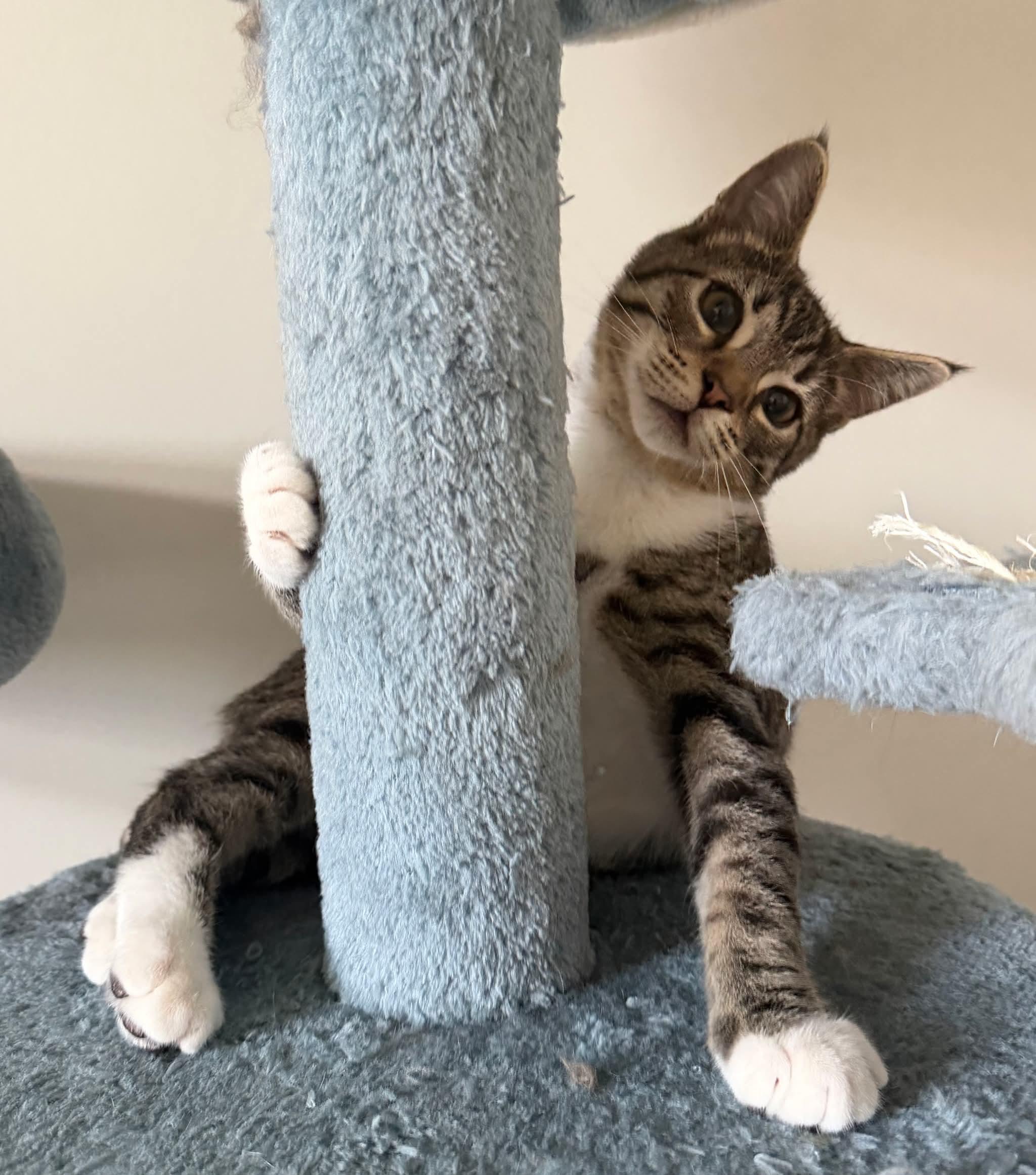 Enlarge Brad, a ADOPTABLE Domestic Medium Hair in Aberdeen, NC image 4/6