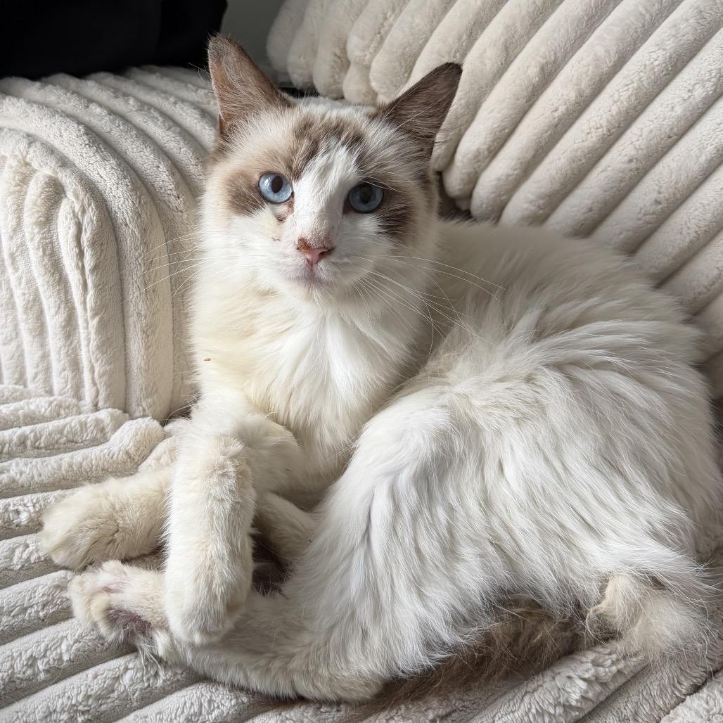 Esme, Adoptable, Young Female Siamese & Domestic Long Hair.