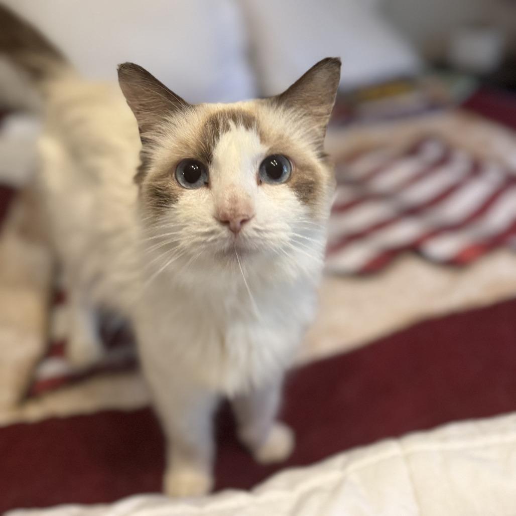 Enlarge Esme, a Adoptable mixed breed in Chattanooga, TN image 2/4