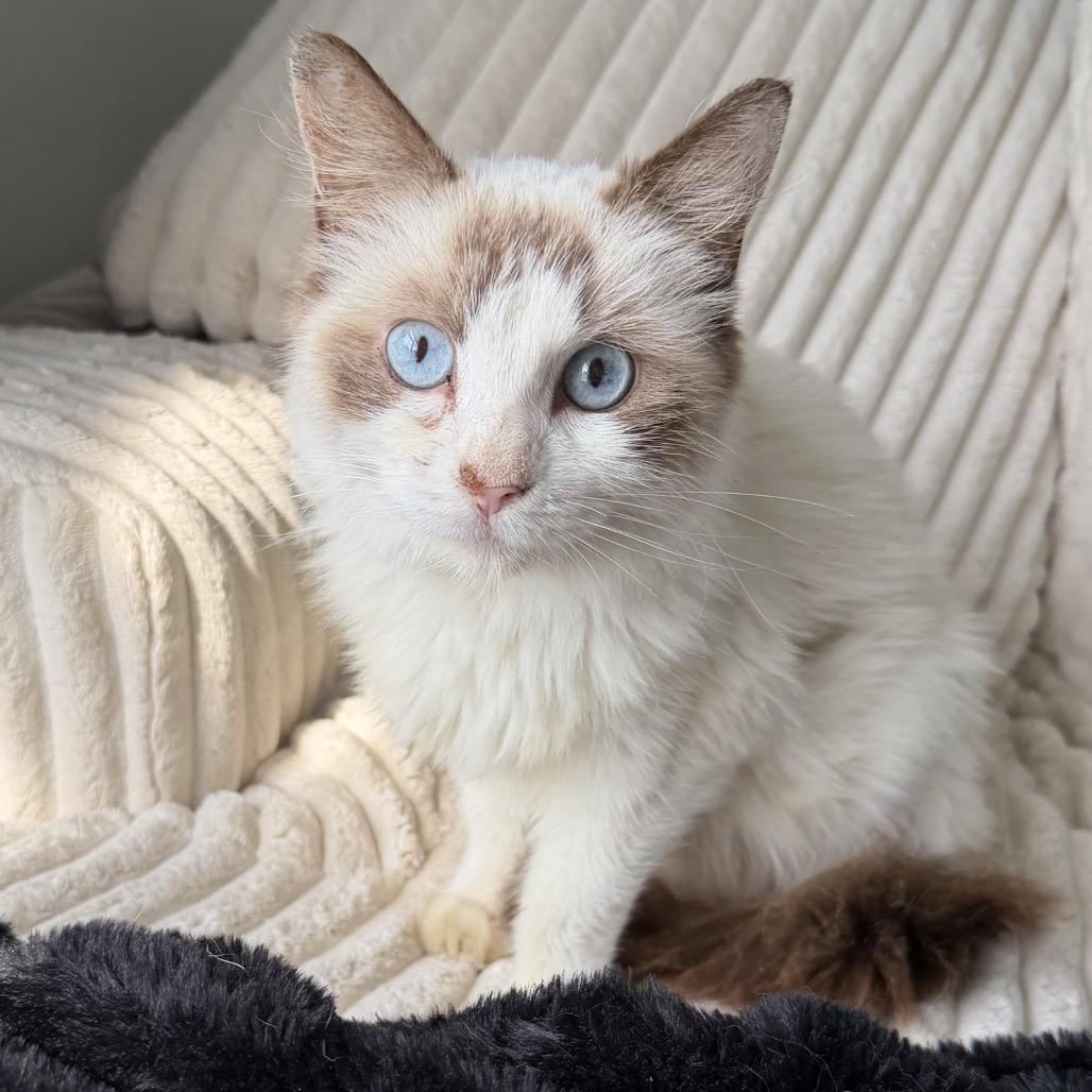 Enlarge Esme, a Adoptable mixed breed in Chattanooga, TN image 4/4