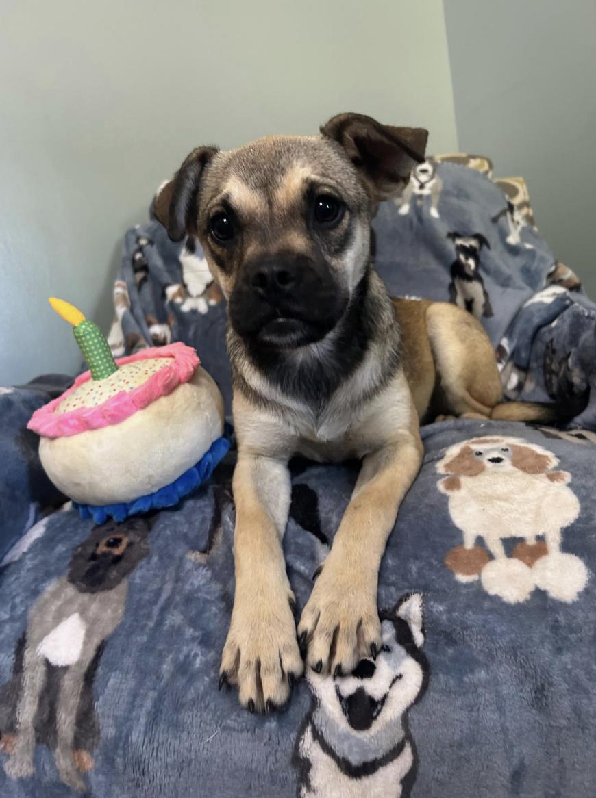 Trixie Moon, an adopted mixed breed in Andover, MA image 2/6