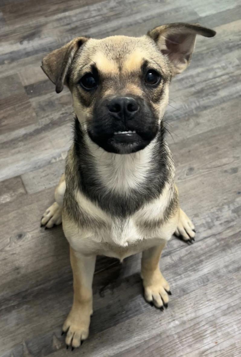 Trixie Moon, an adopted mixed breed in Andover, MA image 5/6