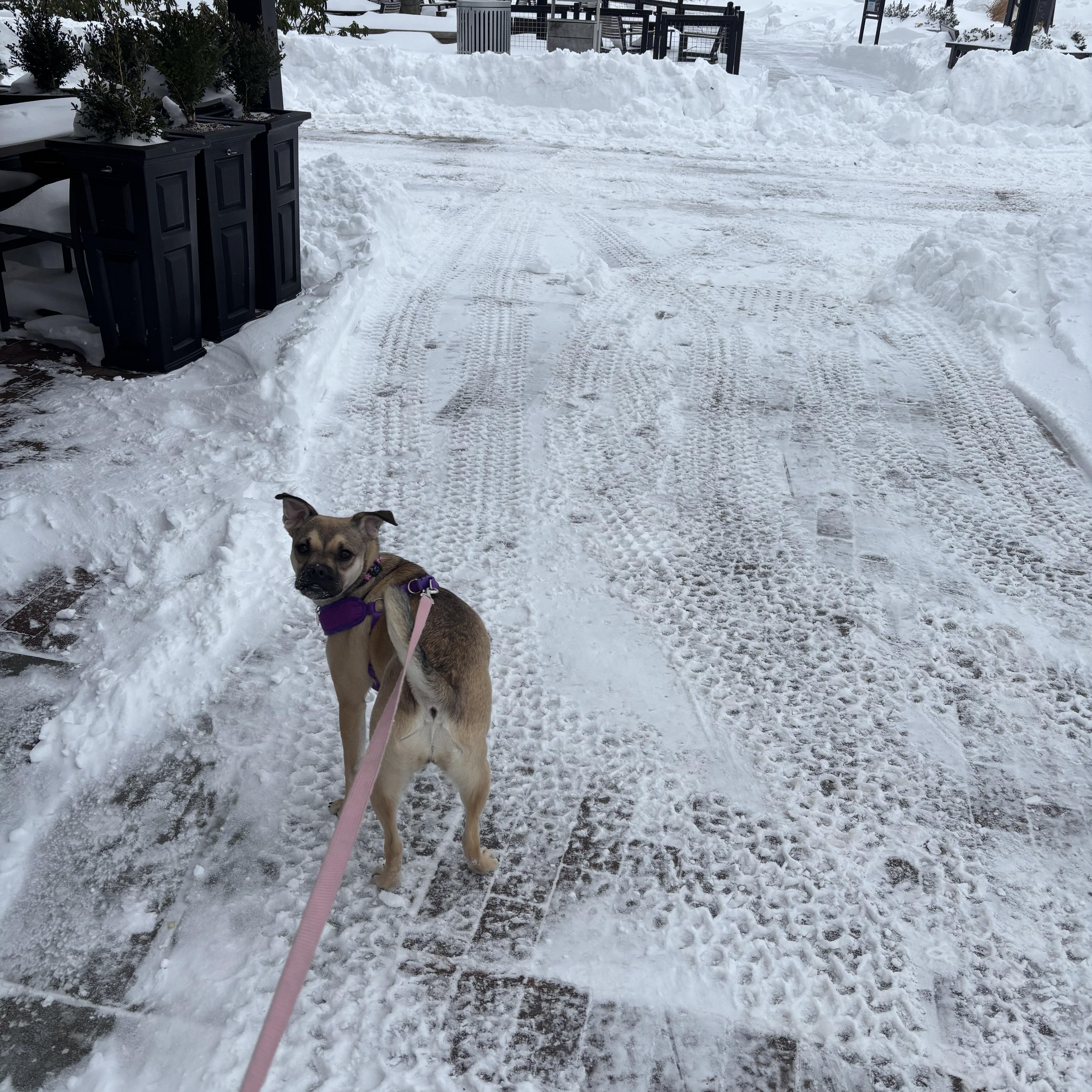 Trixie Moon, an adopted mixed breed in Andover, MA image 3/6