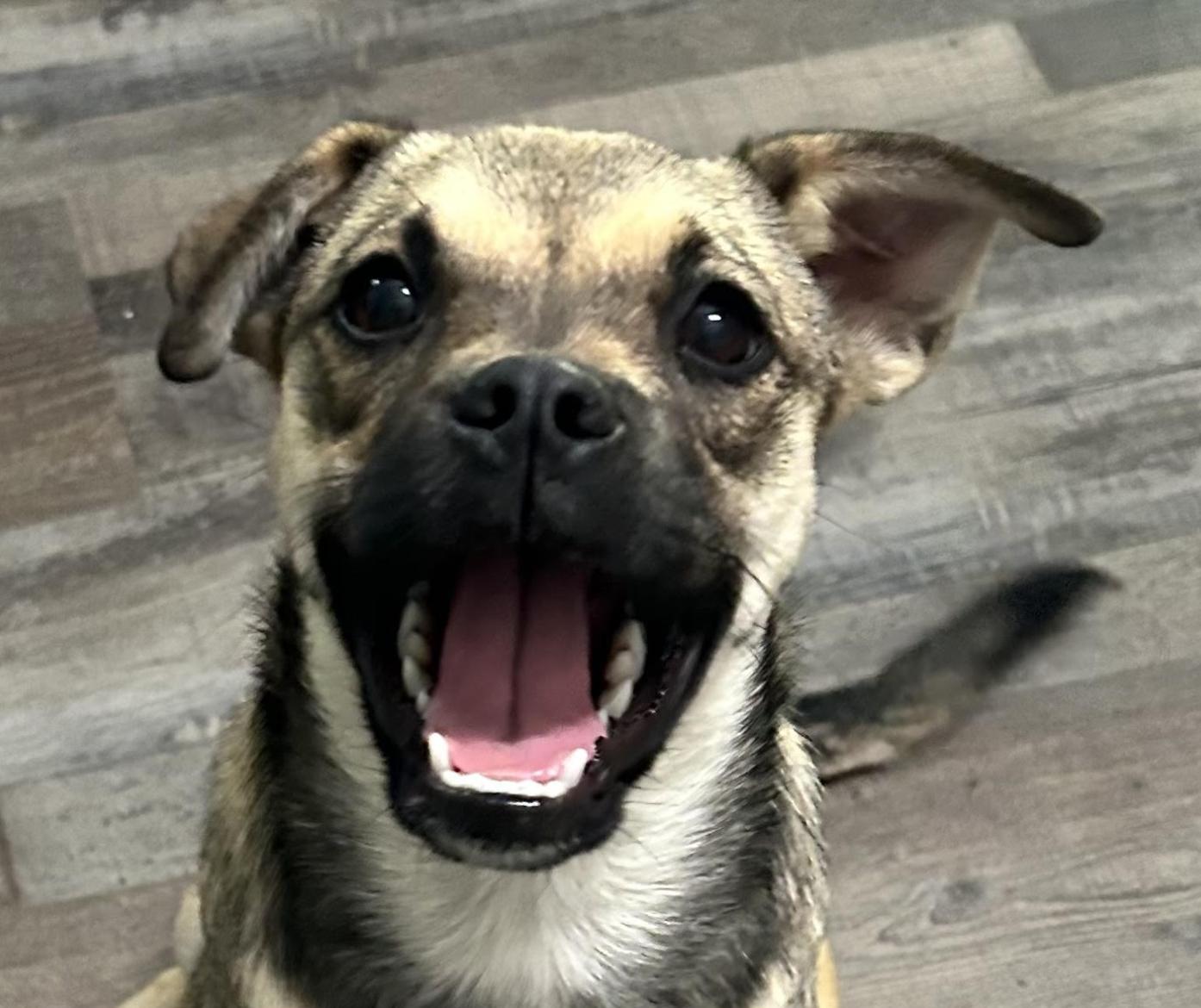 Trixie Moon, an adopted mixed breed in Andover, MA image 1/6