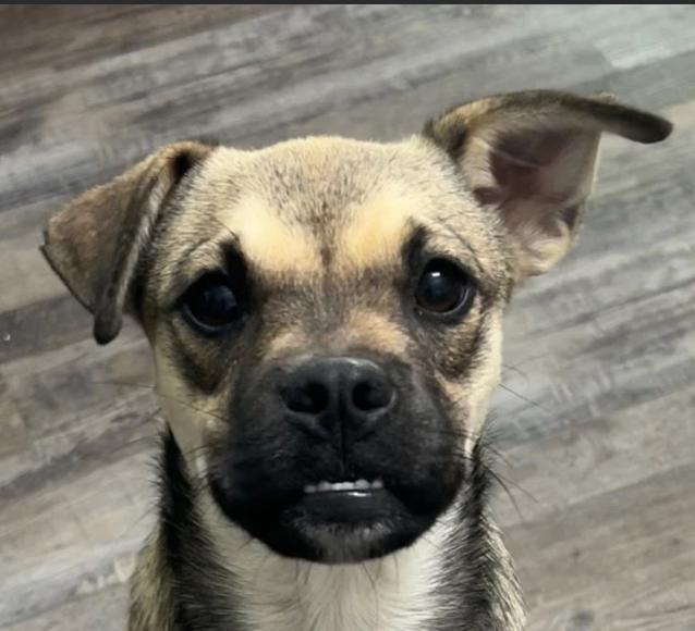 Trixie Moon, an adopted mixed breed in Andover, MA image 6/6