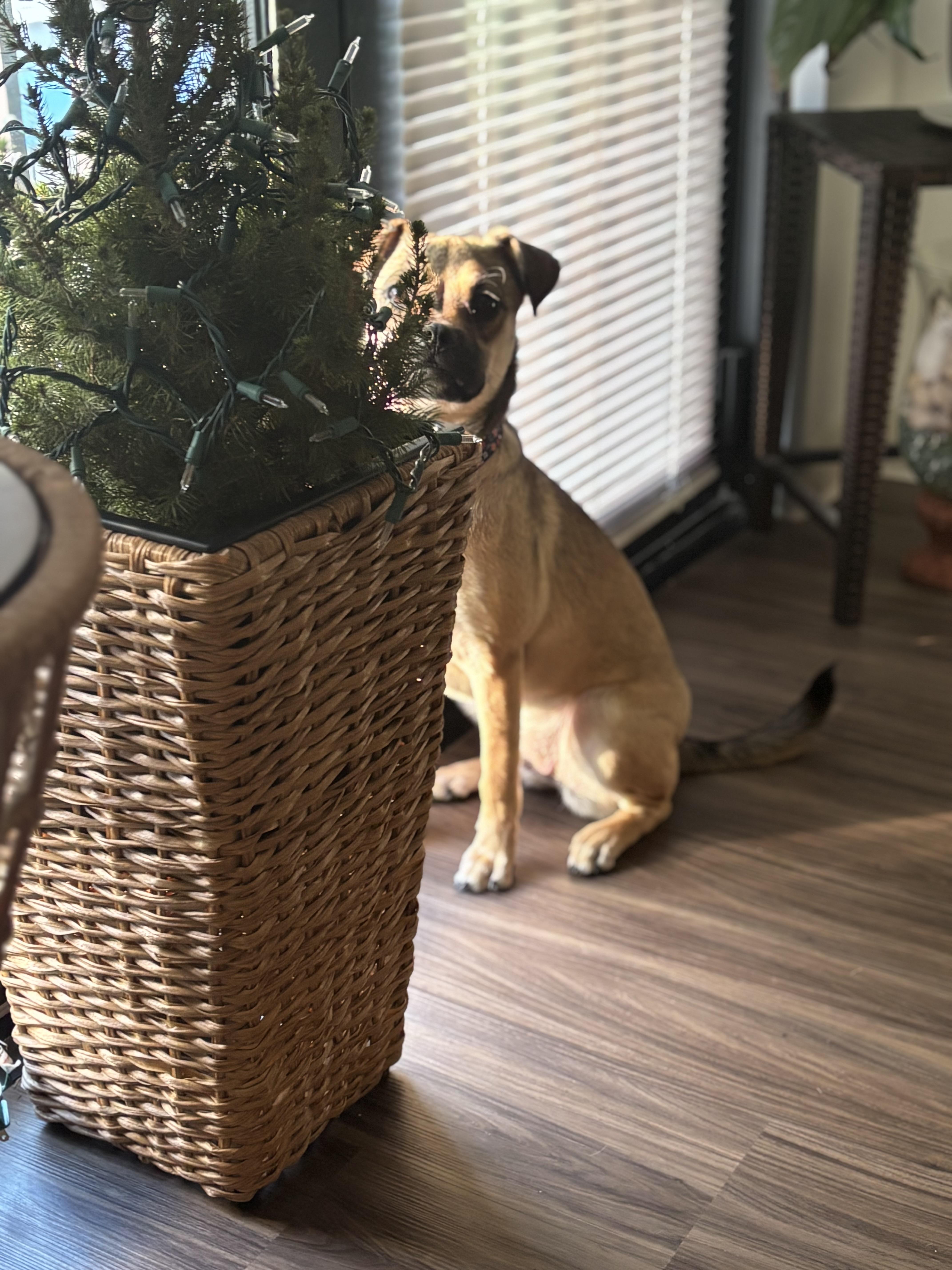 Trixie Moon, an adopted mixed breed in Andover, MA image 4/6