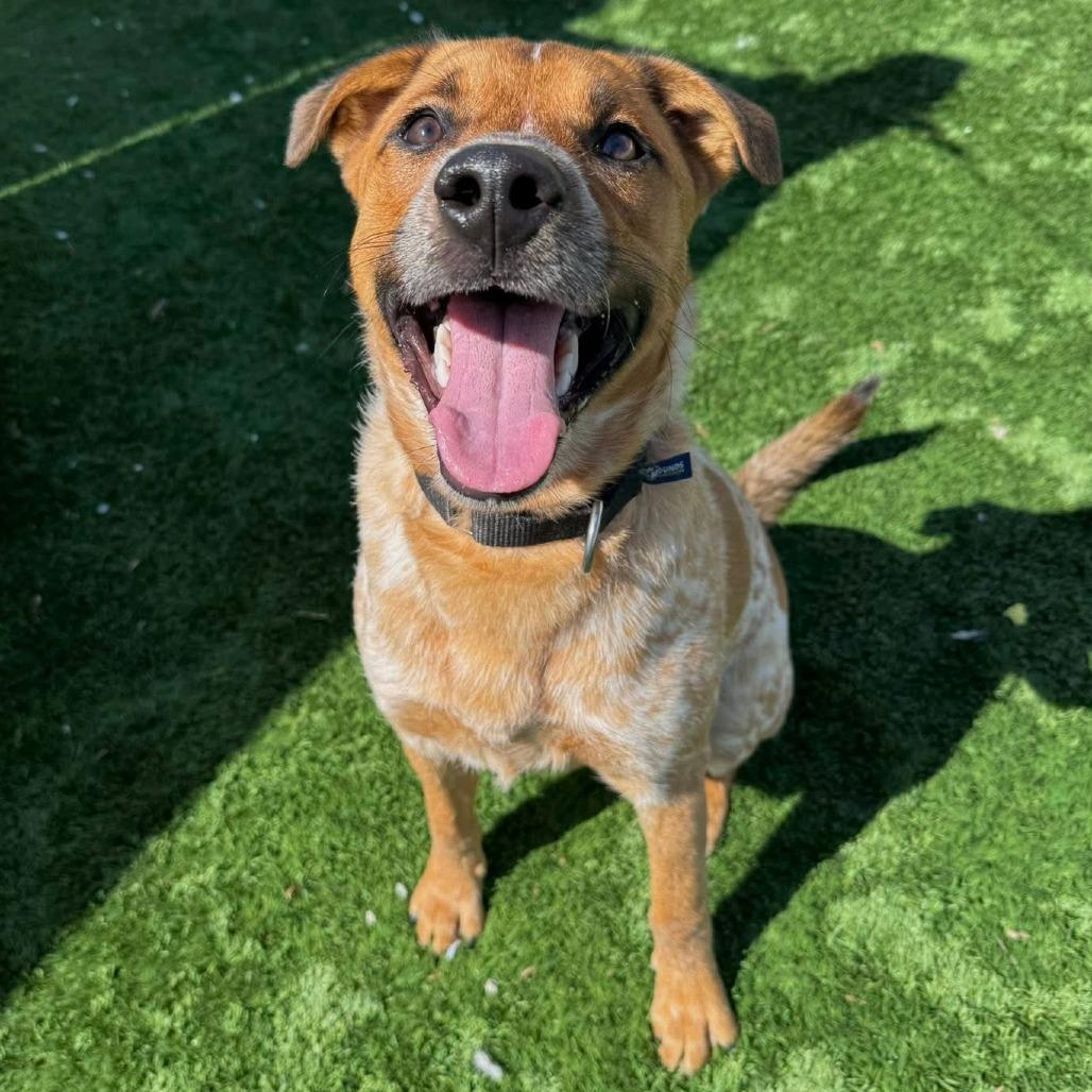 Cuttlefish, a Adoptable Mixed Breed in Naperville, IL image 1/6