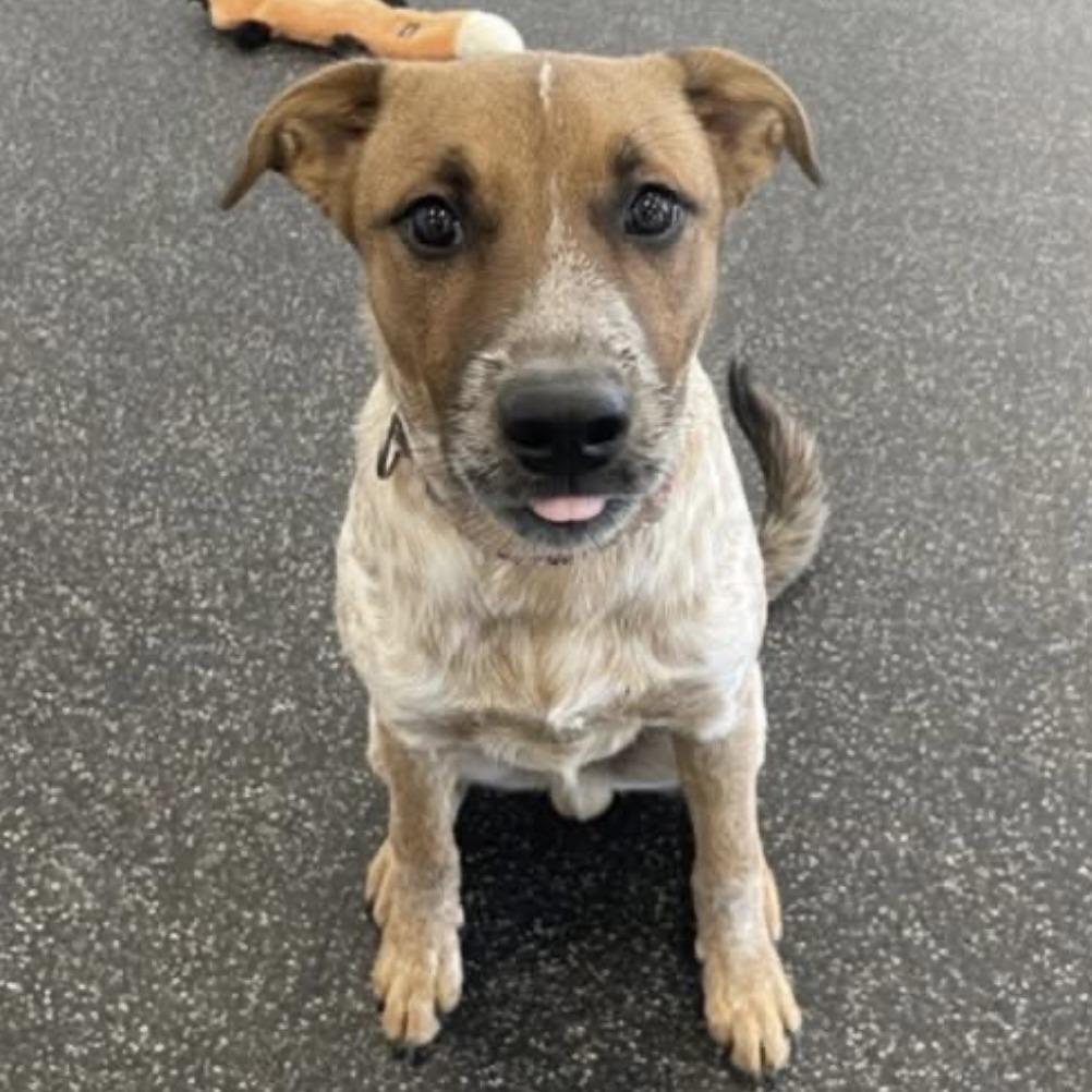 Cuttlefish, a Adoptable Mixed Breed in Naperville, IL image 2/6