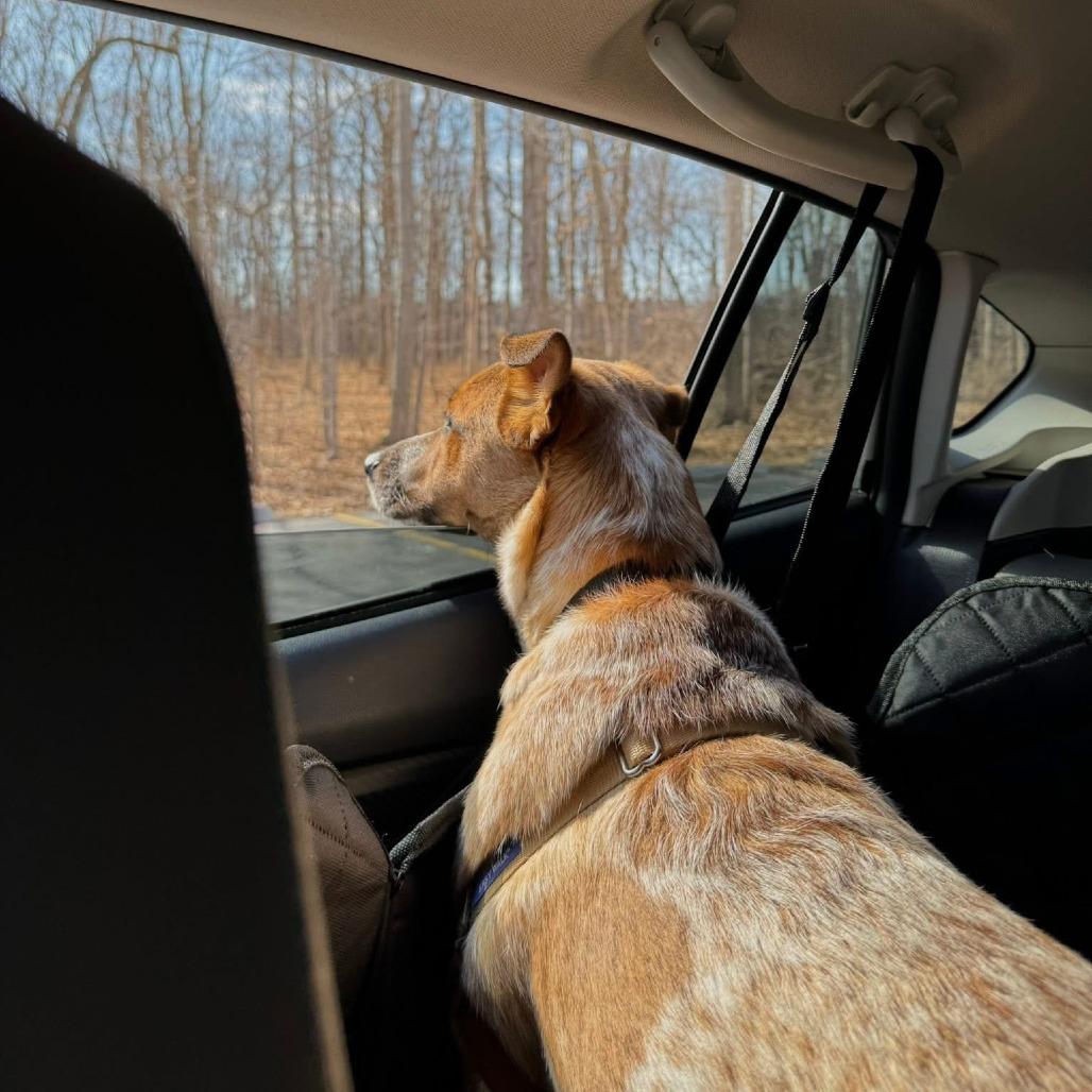 Cuttlefish, a Adoptable Mixed Breed in Naperville, IL image 3/6