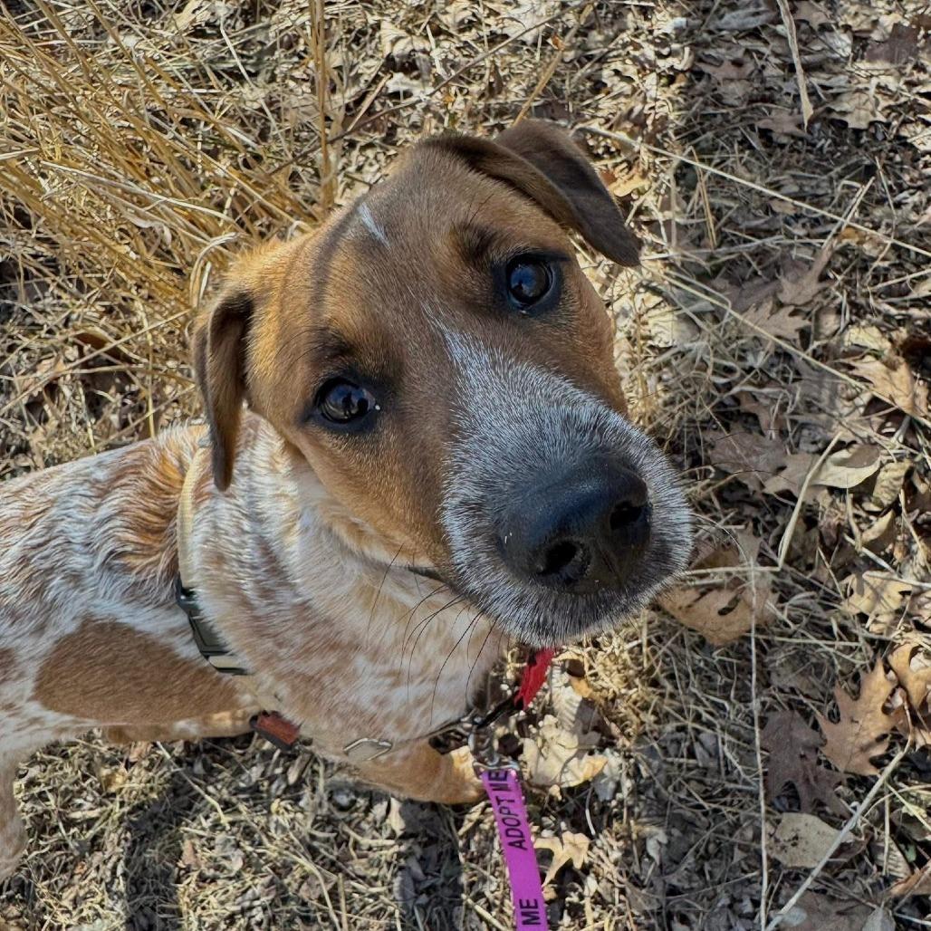 Cuttlefish, a Adoptable Mixed Breed in Naperville, IL image 4/6