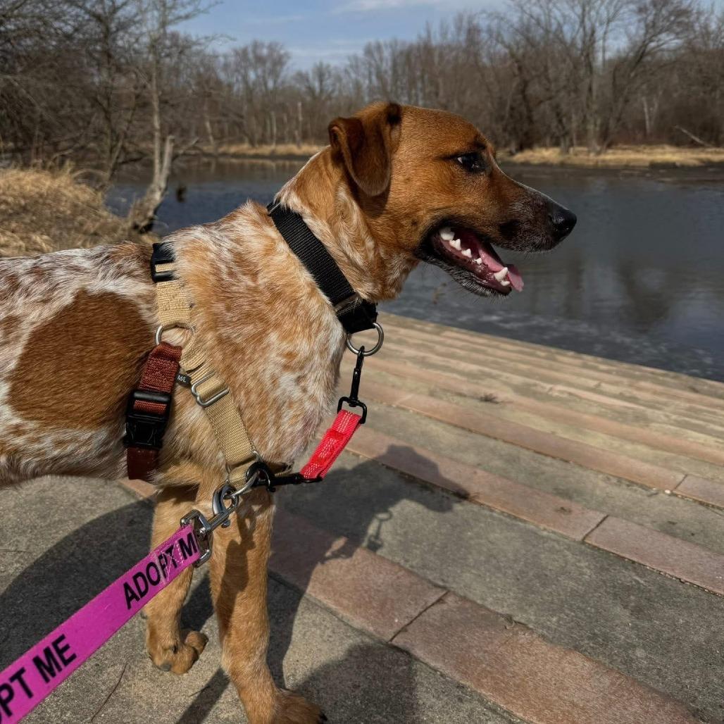 Cuttlefish, a Adoptable Mixed Breed in Naperville, IL image 6/6