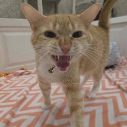 Eclipse, Adoptable, Adult Female Domestic Short Hair & Domestic Short Hair.