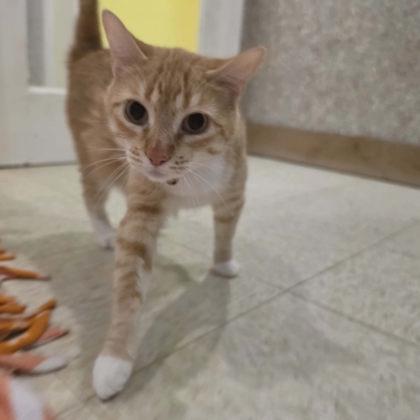 Enlarge Eclipse, a Adoptable mixed breed in Scottsbluff, NE image 2/3