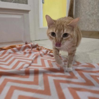 Enlarge Eclipse, a Adoptable mixed breed in Scottsbluff, NE image 3/3