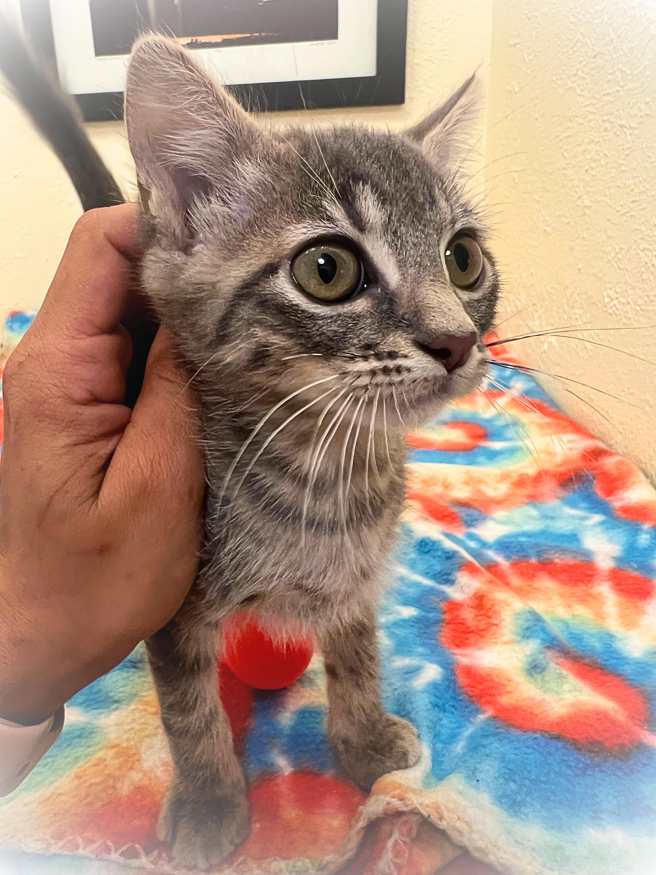 Enlarge Tina Dynamite (bonded siblings Kip & Napoleon Dynamite), a Adoptable mixed breed in The Dalles, OR image 1/2