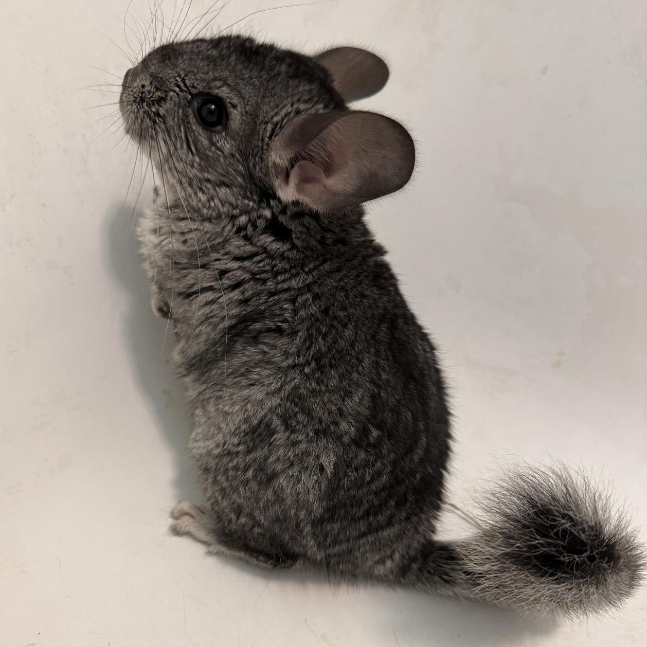 Lucy & Wanda BONDED PAIR, a Adoptable Chinchilla in Minneapolis, MN image 1/3