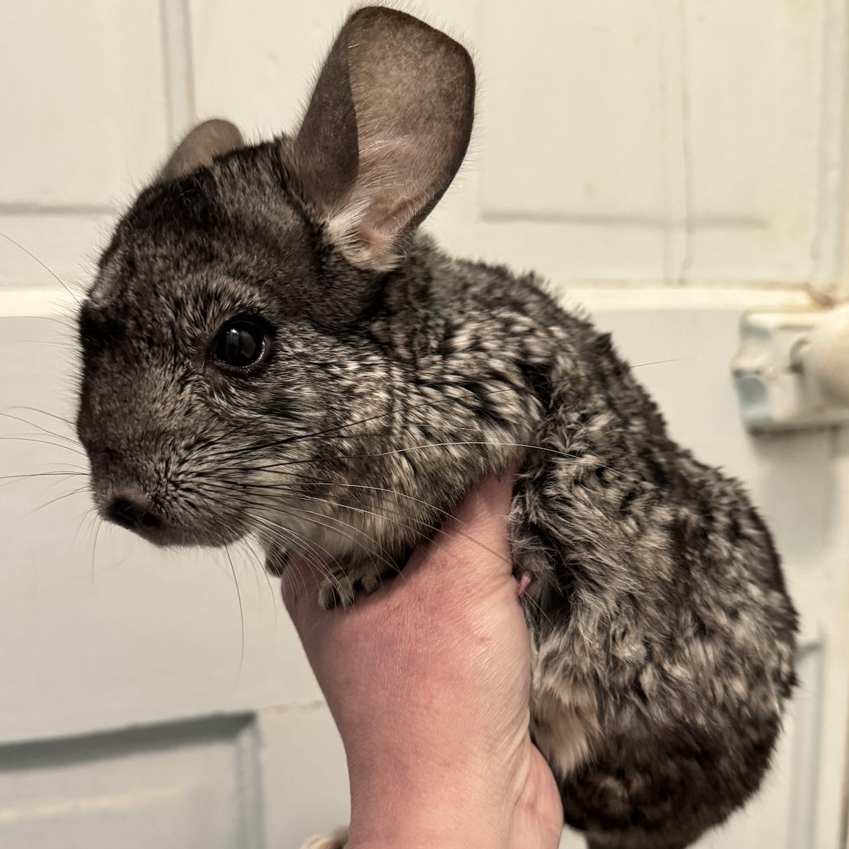 Lucy & Wanda BONDED PAIR, a Adoptable Chinchilla in Minneapolis, MN image 2/3