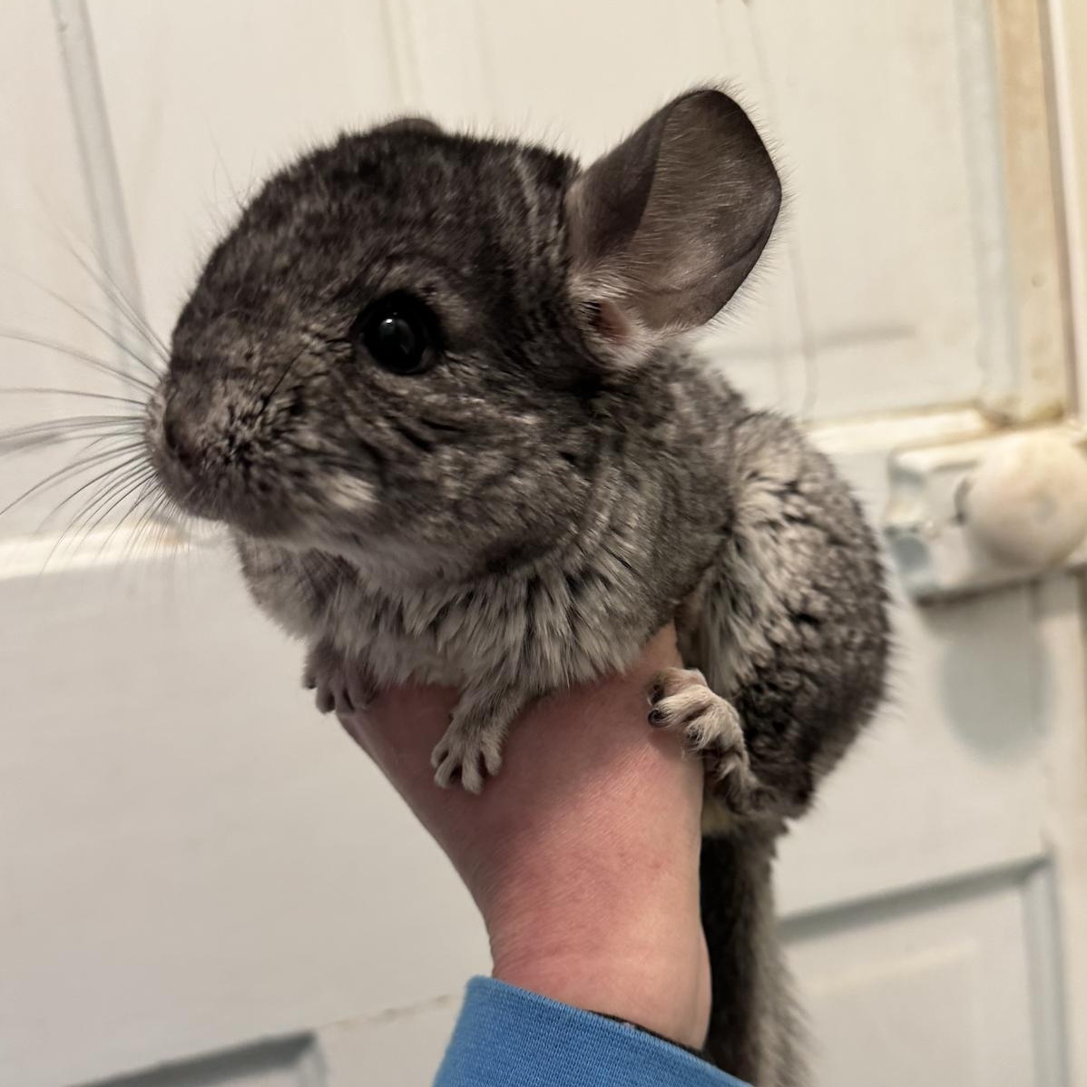 Lucy & Wanda BONDED PAIR, a Adoptable Chinchilla in Minneapolis, MN image 3/3