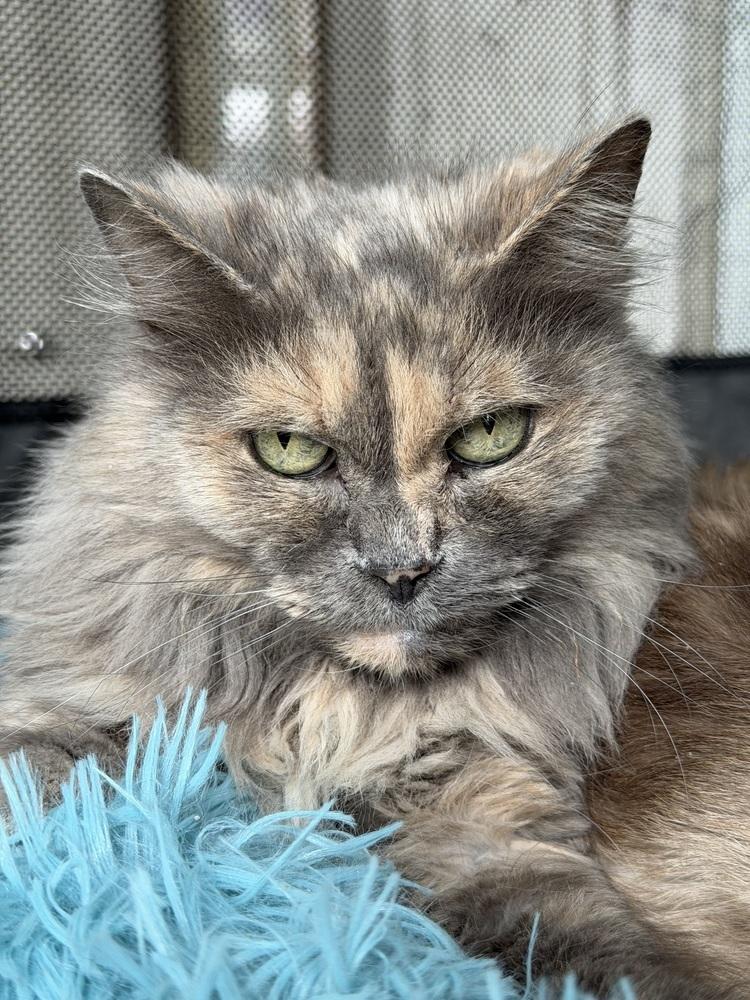 Candy and Peppermint bonded senior pair