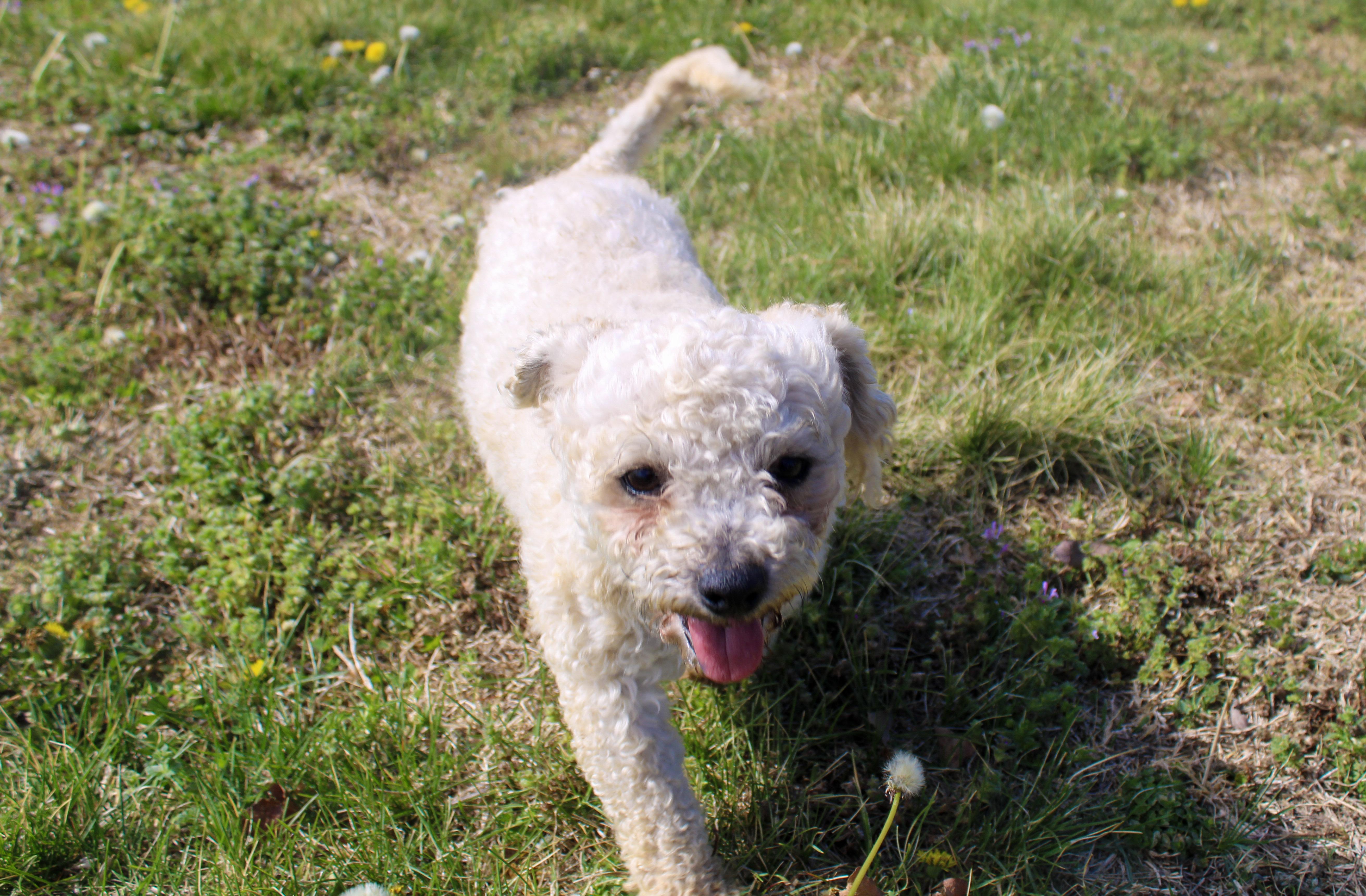 Shaune, a ADOPTABLE mixed breed in Neosho, MO image 2/2